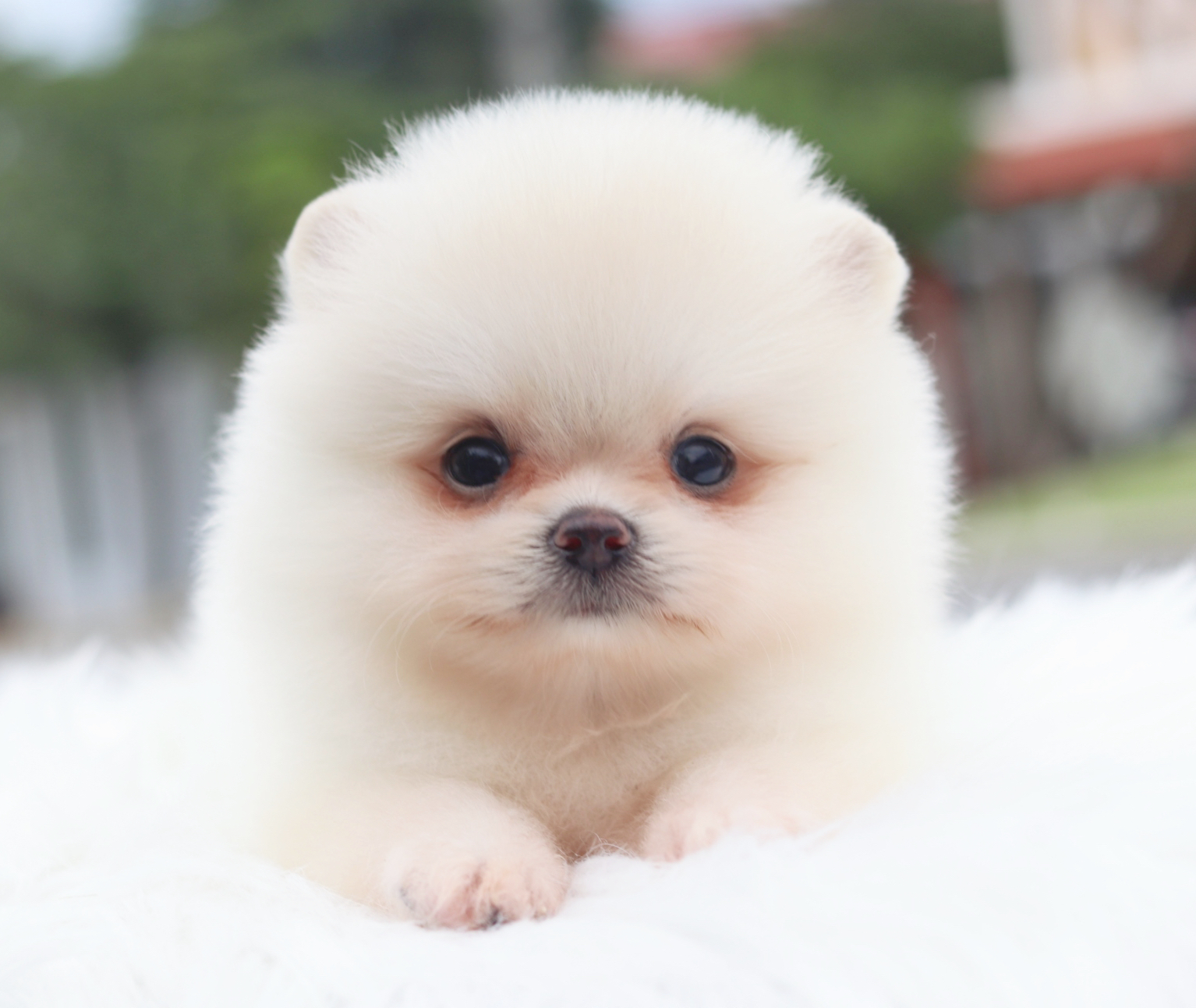 ปอมเมอเรเนียน เพศเมียสีขาวครีม