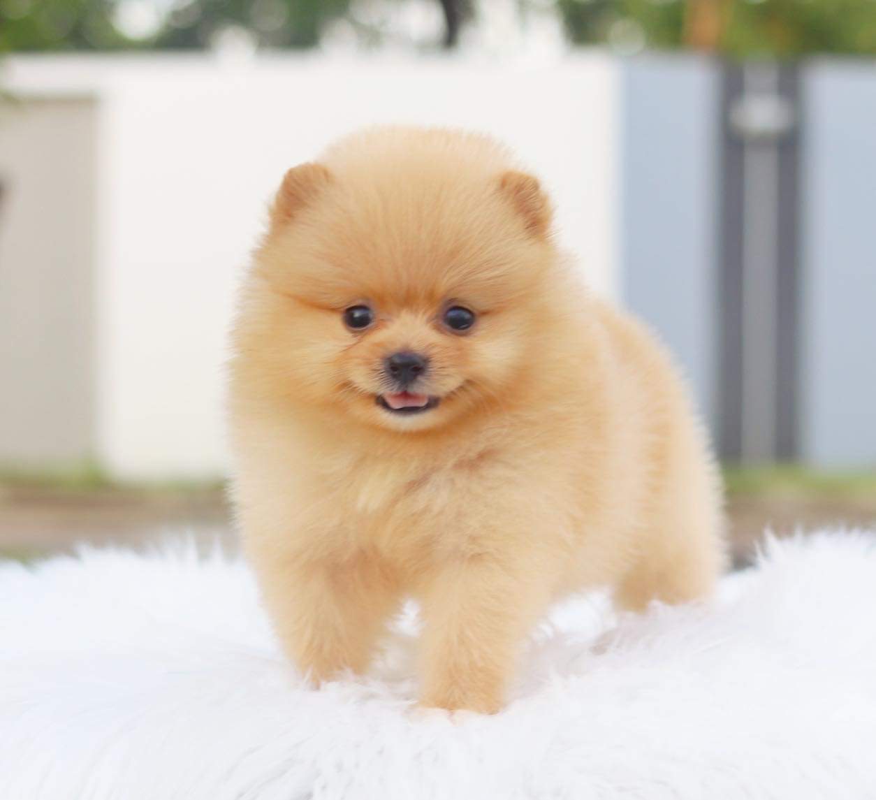 ปอมเมอเรเนียน เพศเมีย สีครีม มีถุงเท้า