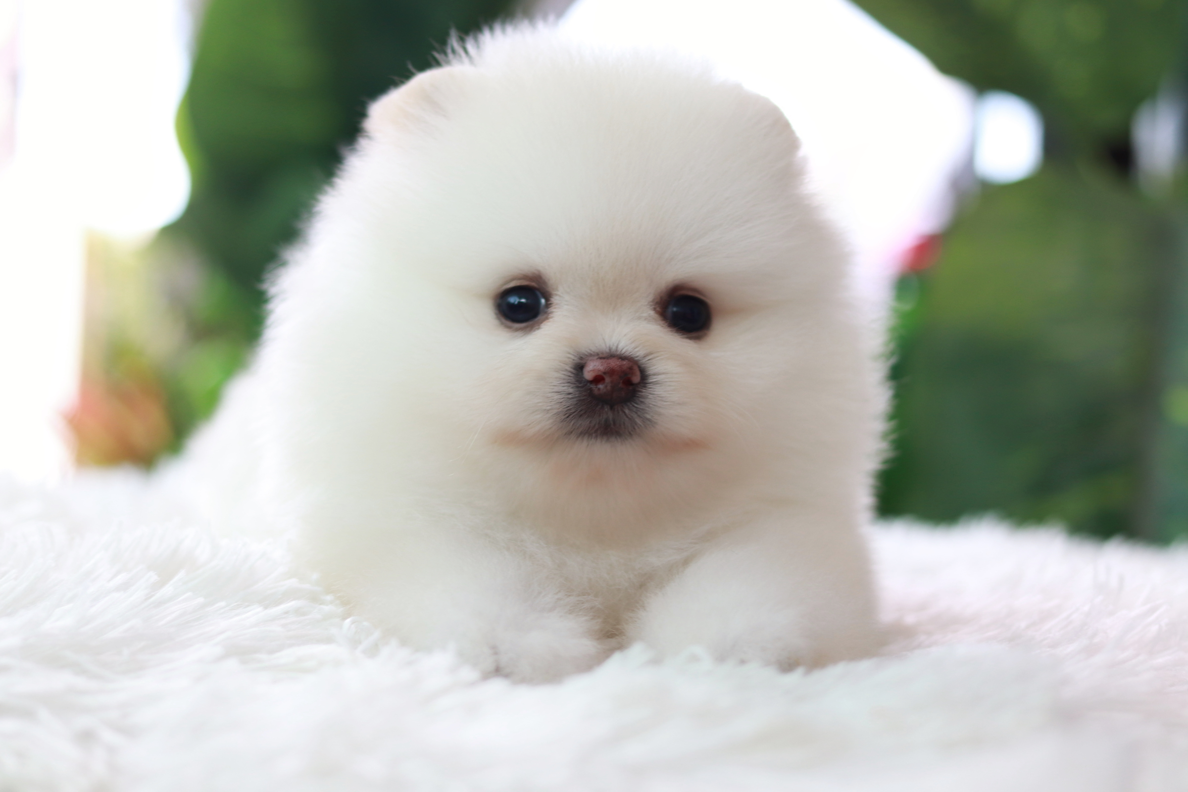 ปอมเมอเรเนียน เพศเมีย เกรดโชว์