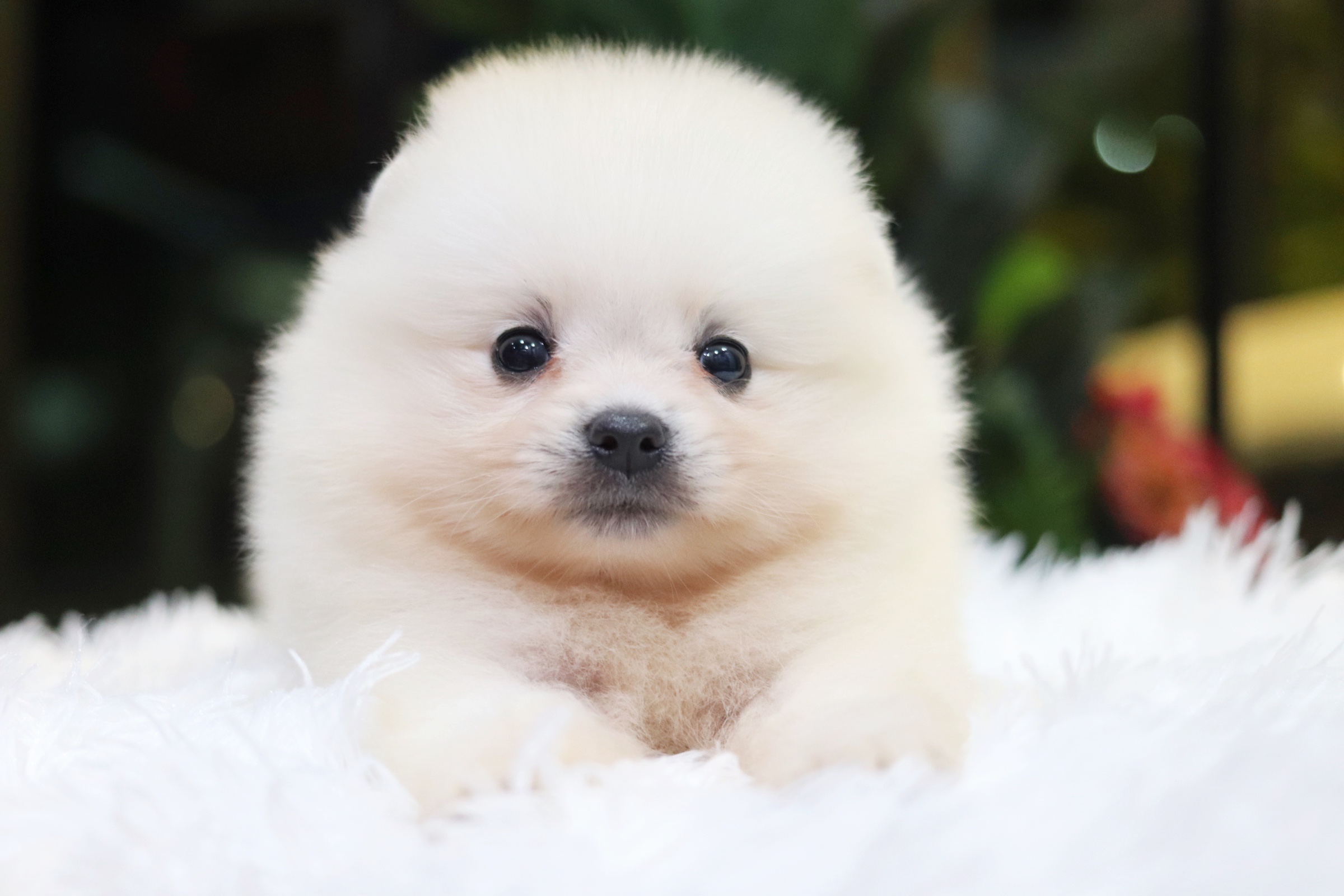 ปอมเมอเรเนียน เพศผู้ สีขาวครีมหน้าฟ็อก