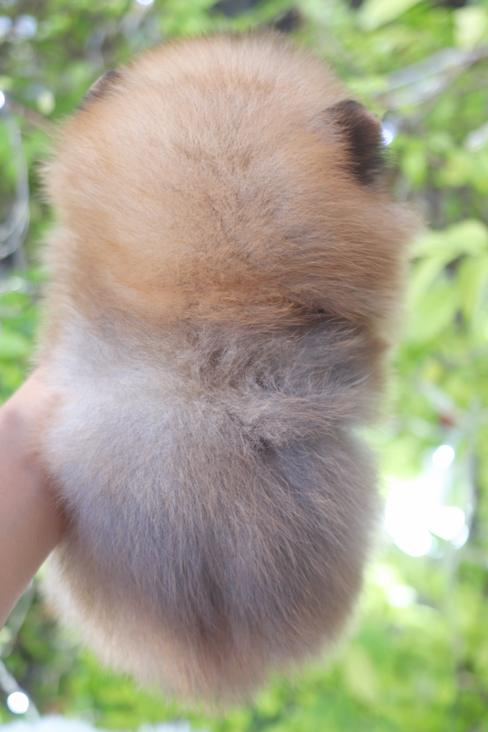 ปอมเมอเรเนียน เพศผู้สีส้ม เกรดโชว์