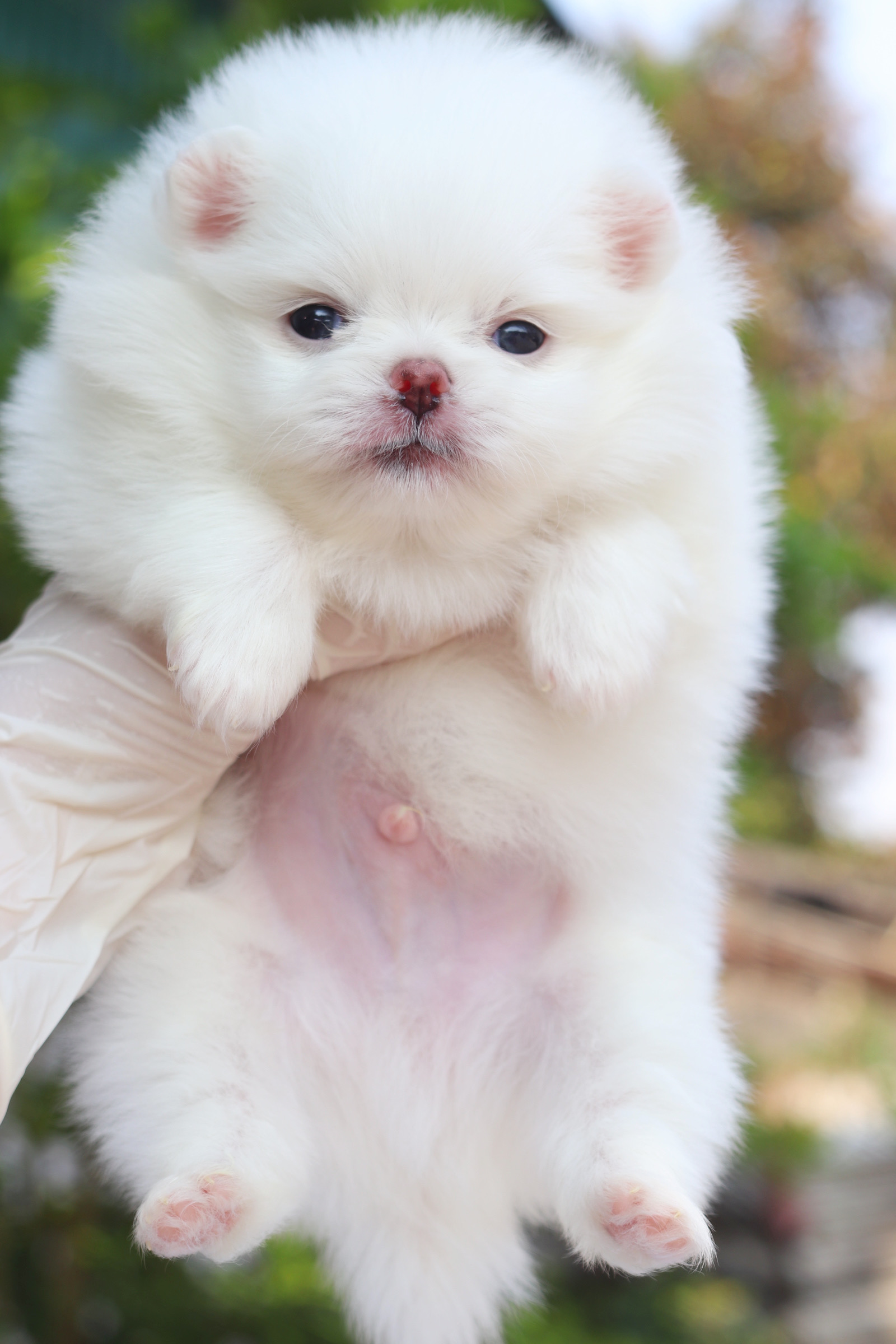 ปอมเมอเรเนียน เพศผู้ สีขาวสำลี เกรดโชว์