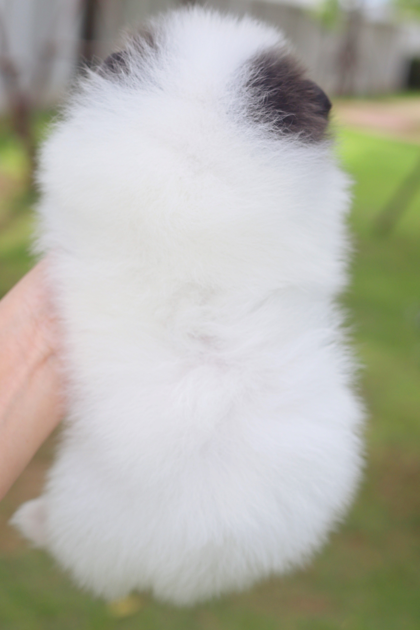 ปอมเมอเรเนียน เพศผู้สีแฟนซี