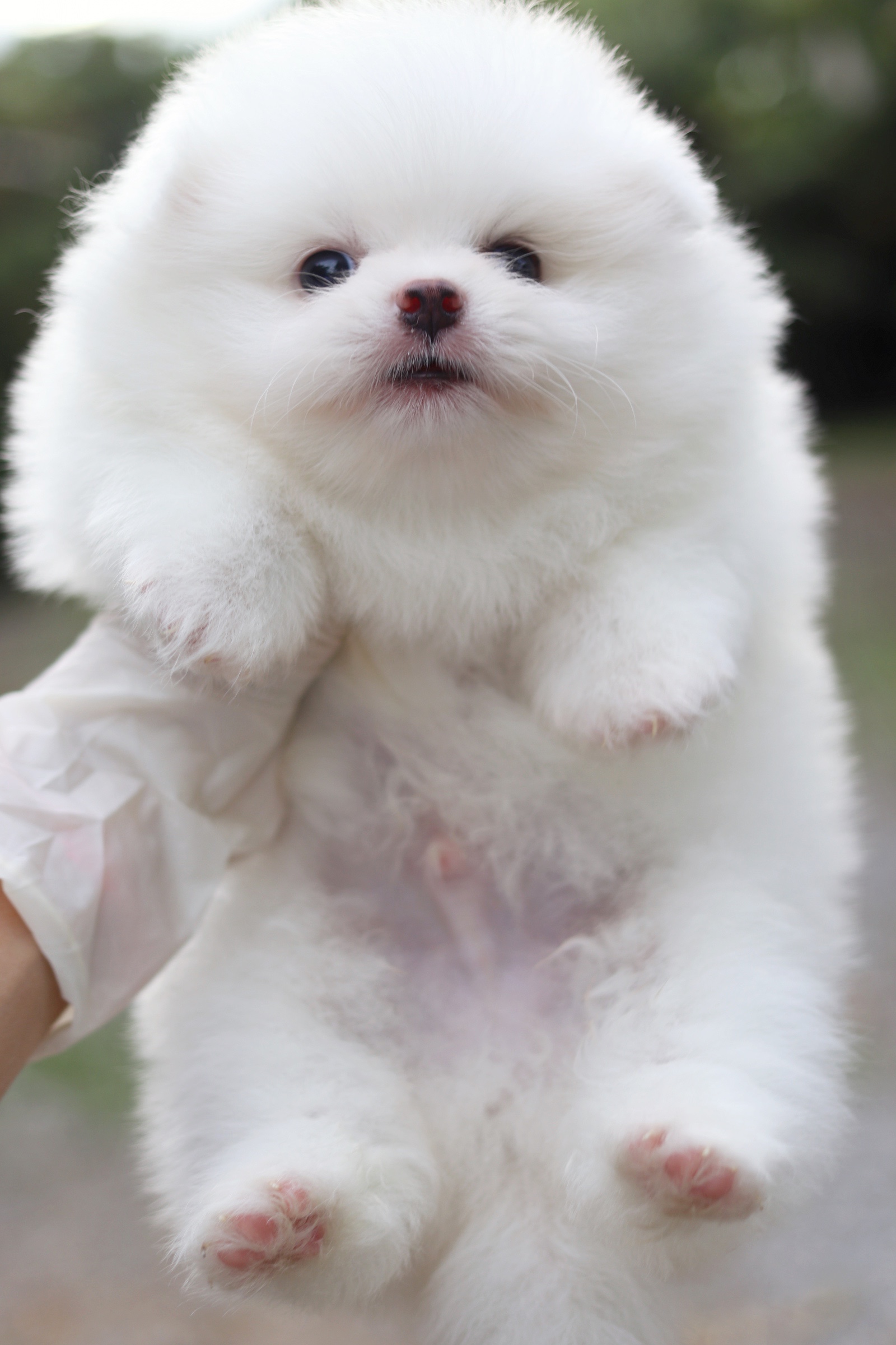 ปอมเมอเรเนียน เพศผู้ สีขาว