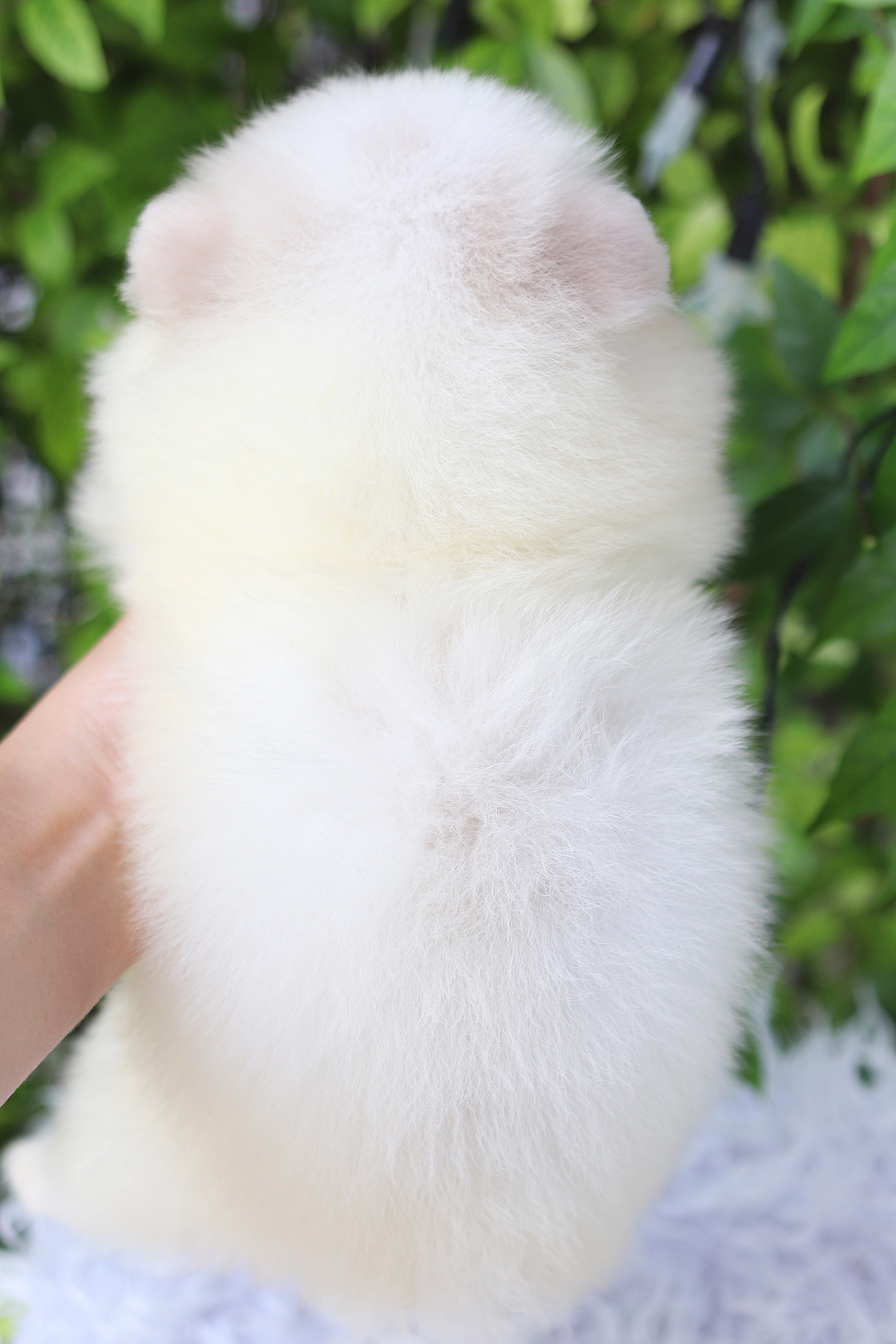 ปอมเมอเรเนียน เพศเมียสีขาวครีม