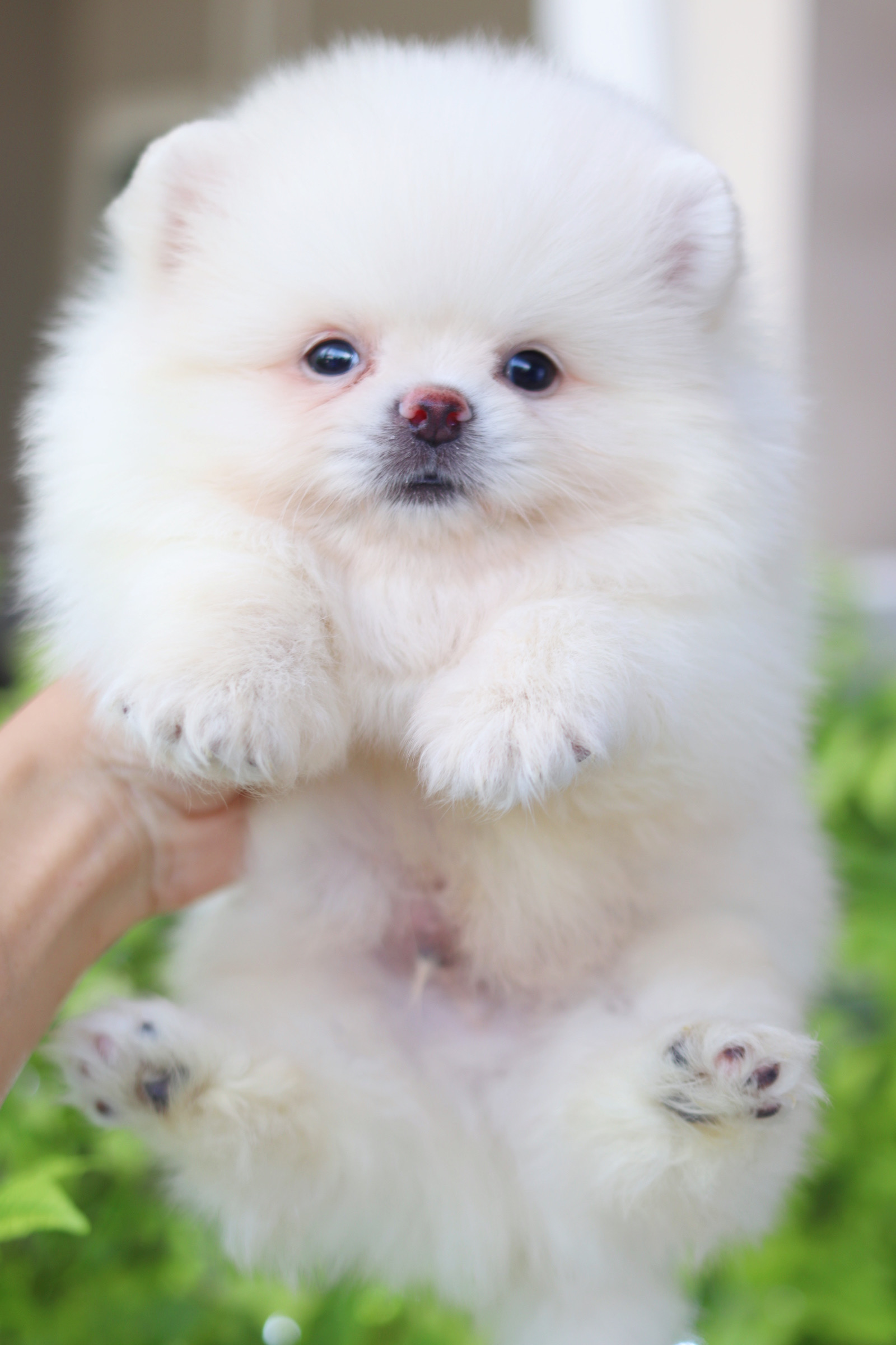 ปอมเมอเรเนียน เพศผู้ สีขาวครีมเกรดโชว์