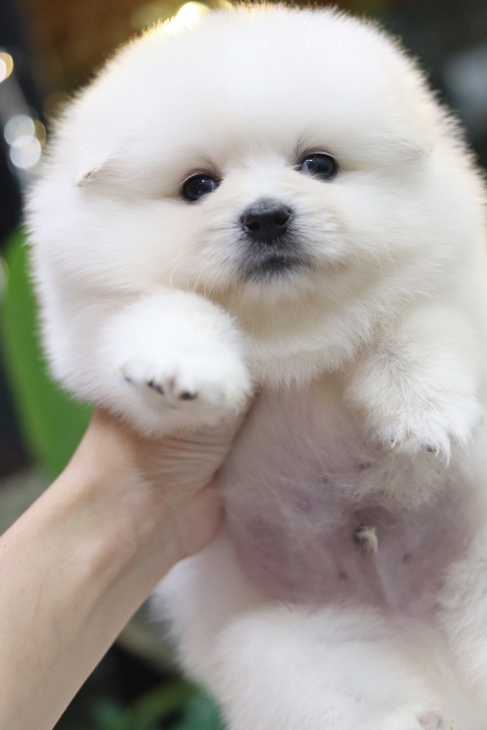 ปอมเมอเรเนียน เพศผู้ เกรดเลี้ยงเล่น หน้าฟ็อก