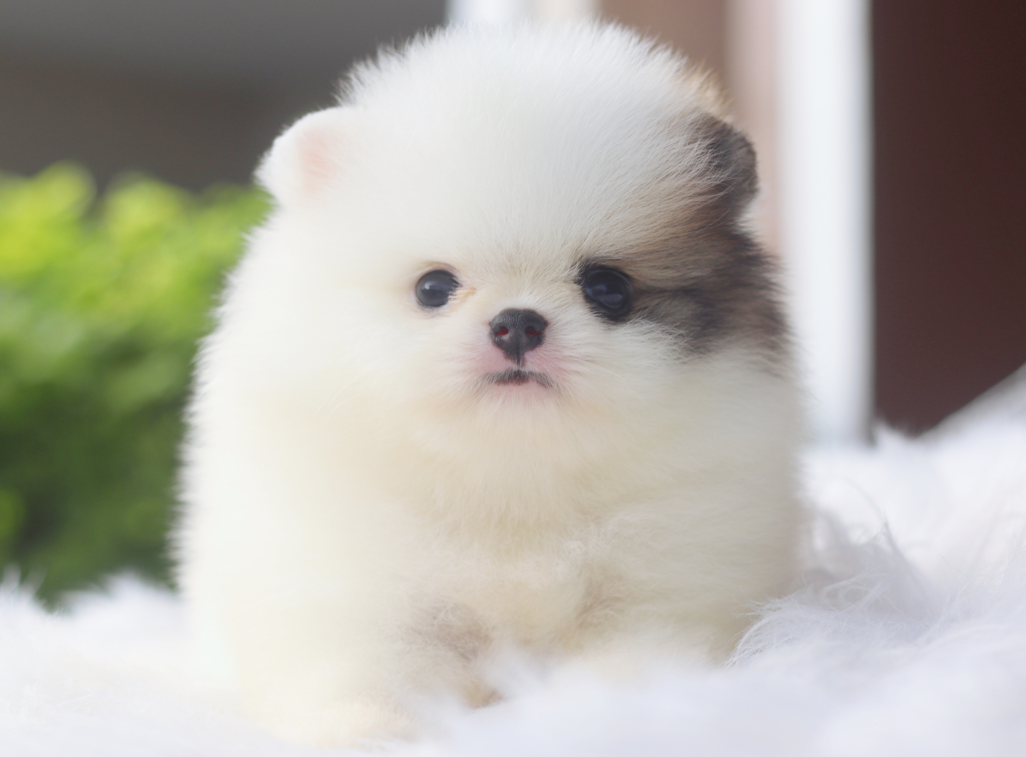 ปอมเมอเรเนียน เพศเมียสีแฟนซีเกรดโชว์