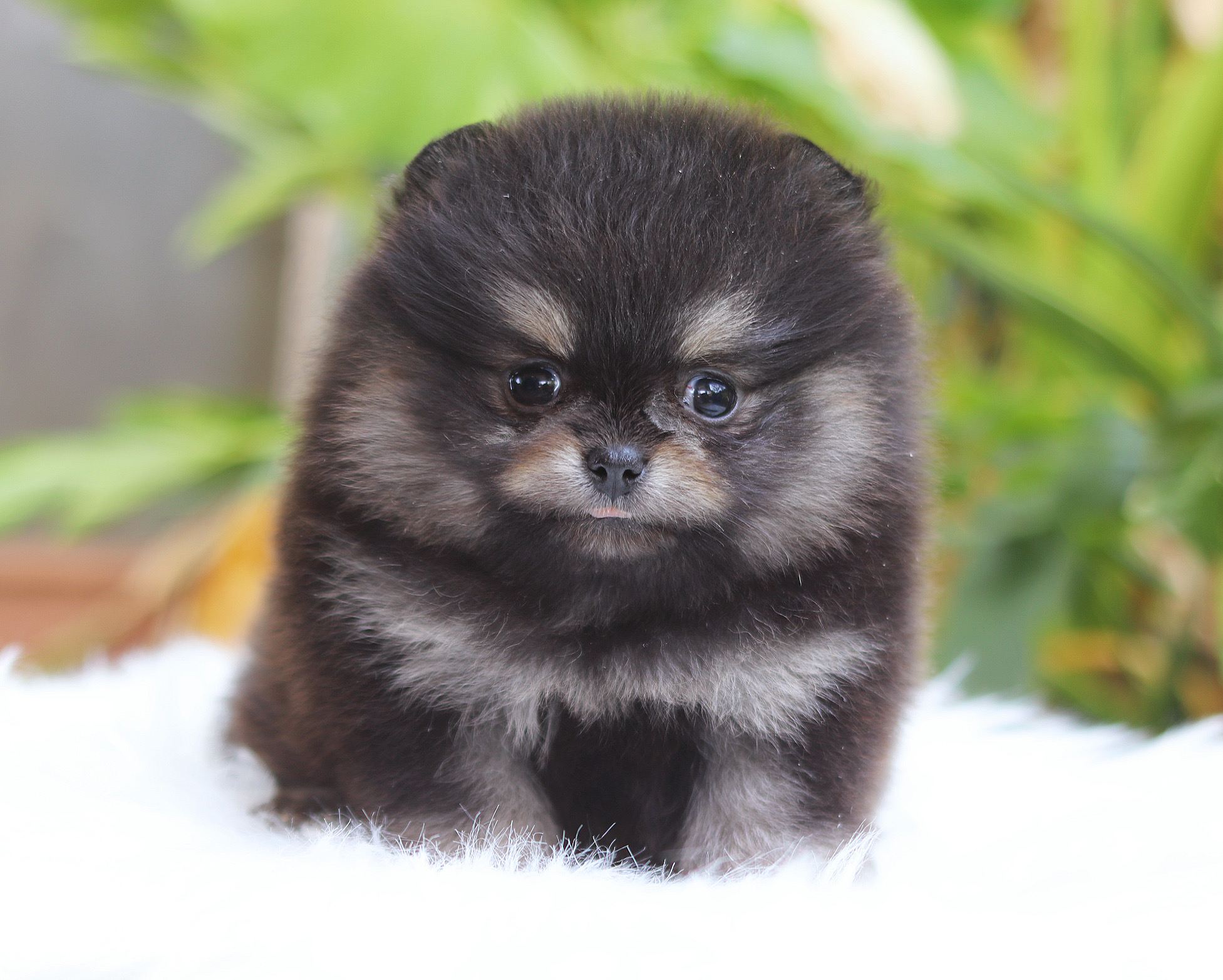 ปอมเมอเรเนียน เพศเมียแบล็คแทน