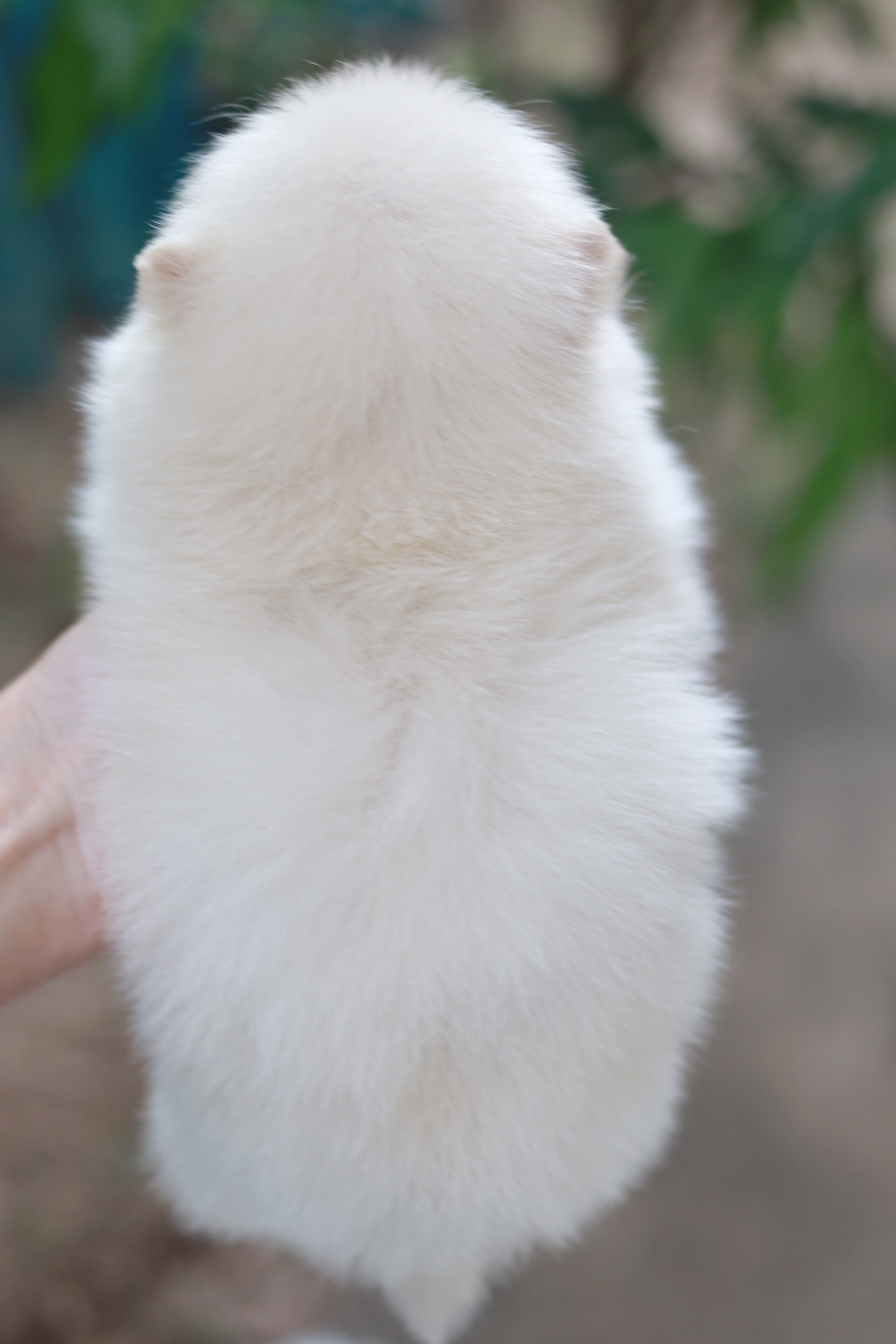 ปอมเมอเรเนียน เพศเมียขาวครีมเกรดโชว์