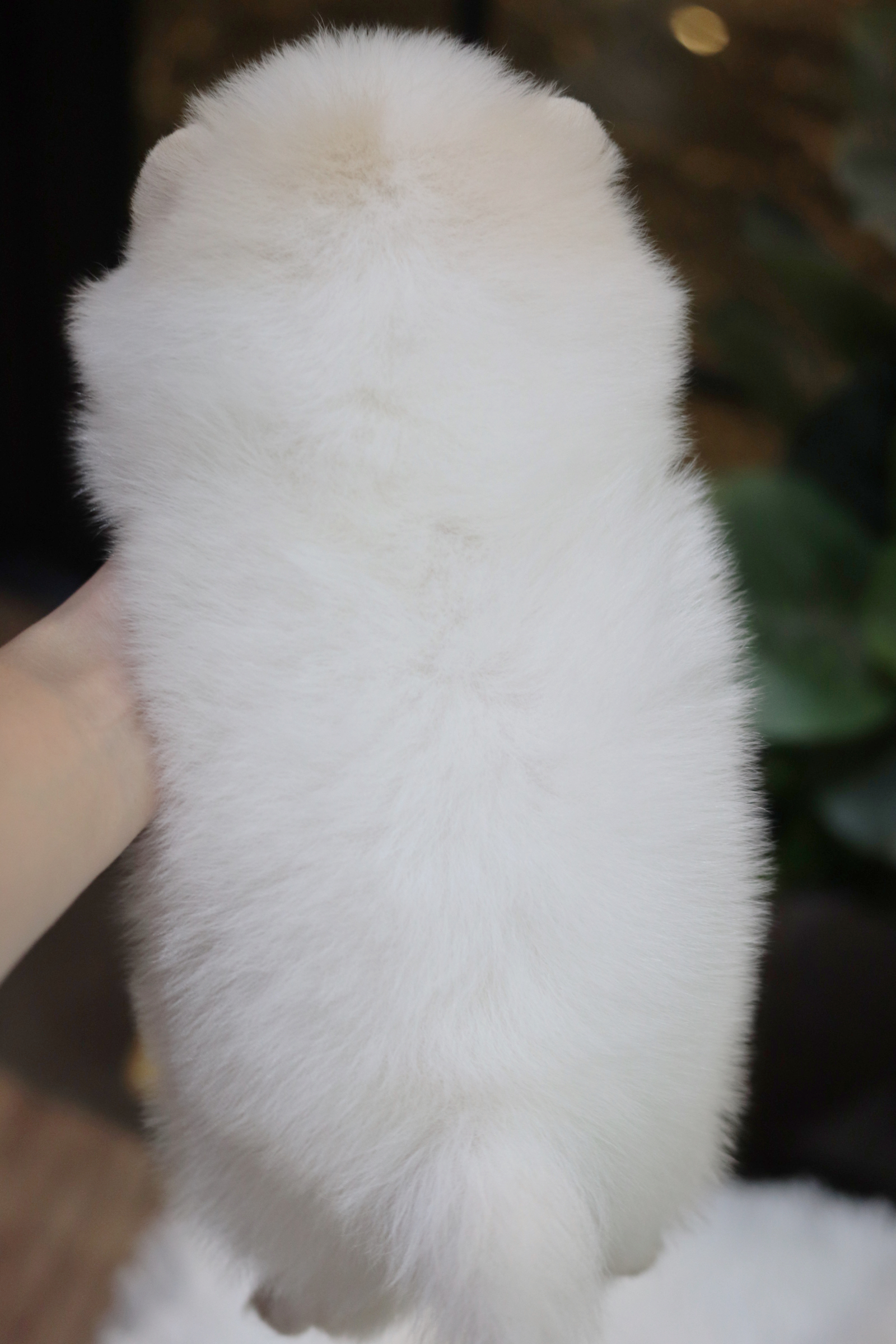 ปอมเมอเรเนียน เพศผู้ขาว