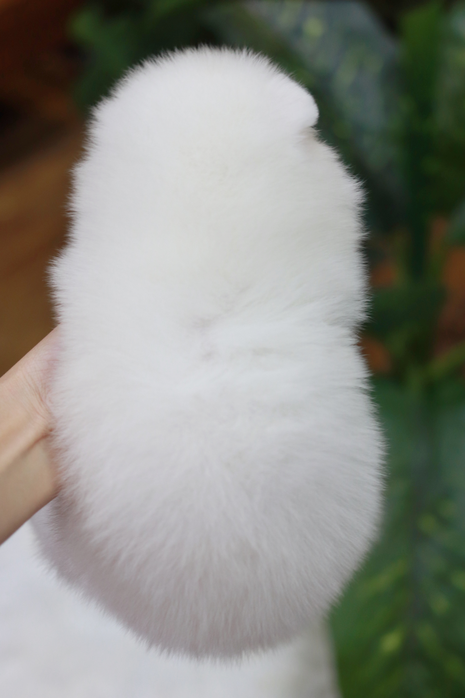 ปอมเมอเรเนียน เพศเมีย หน้าฟ็อก