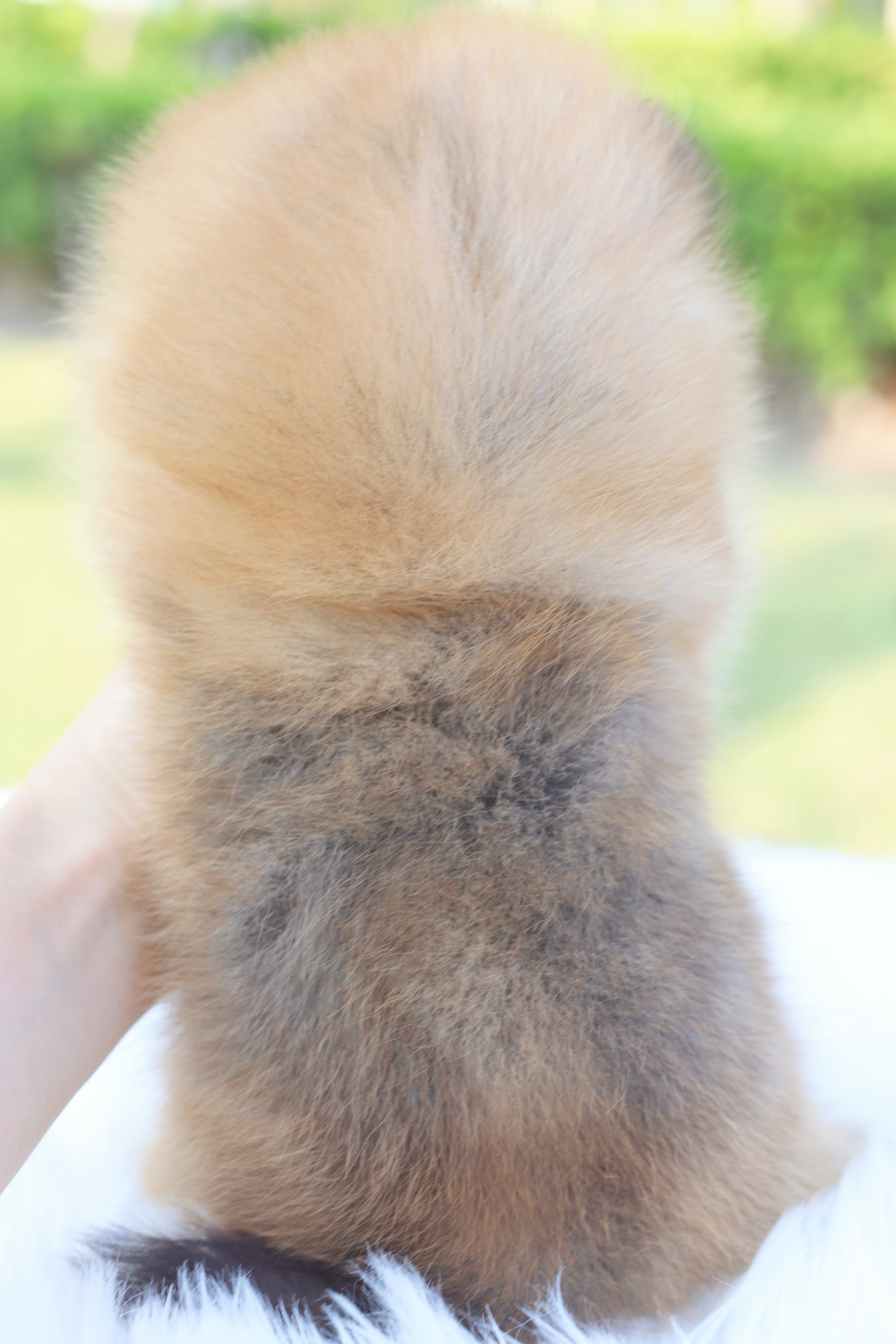 ปอมเมอเรเนียน เพศผู้สีส้ม