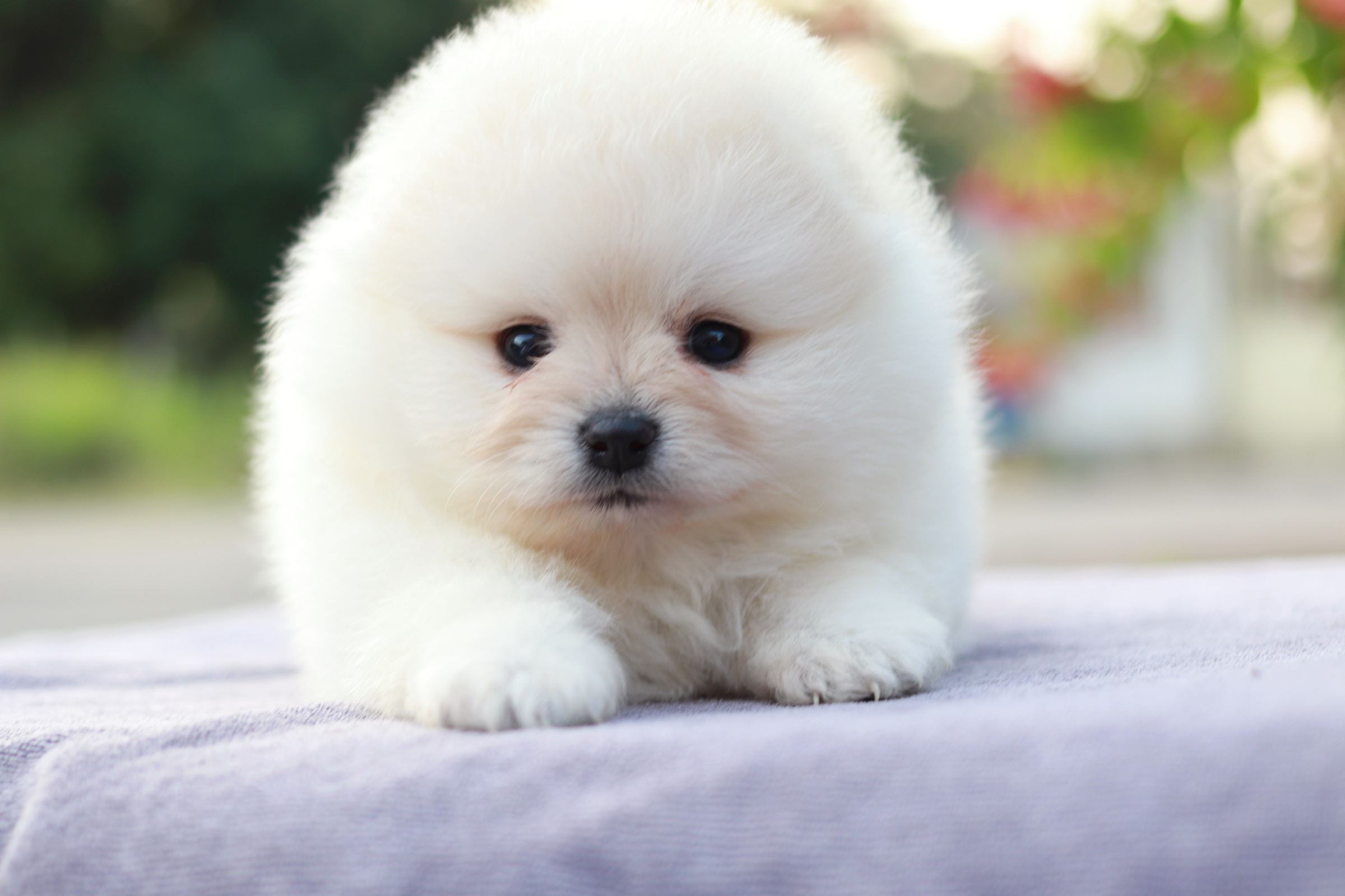 ปอมเมอเรเนียน เพศเมีย สีขาวขนแน่น