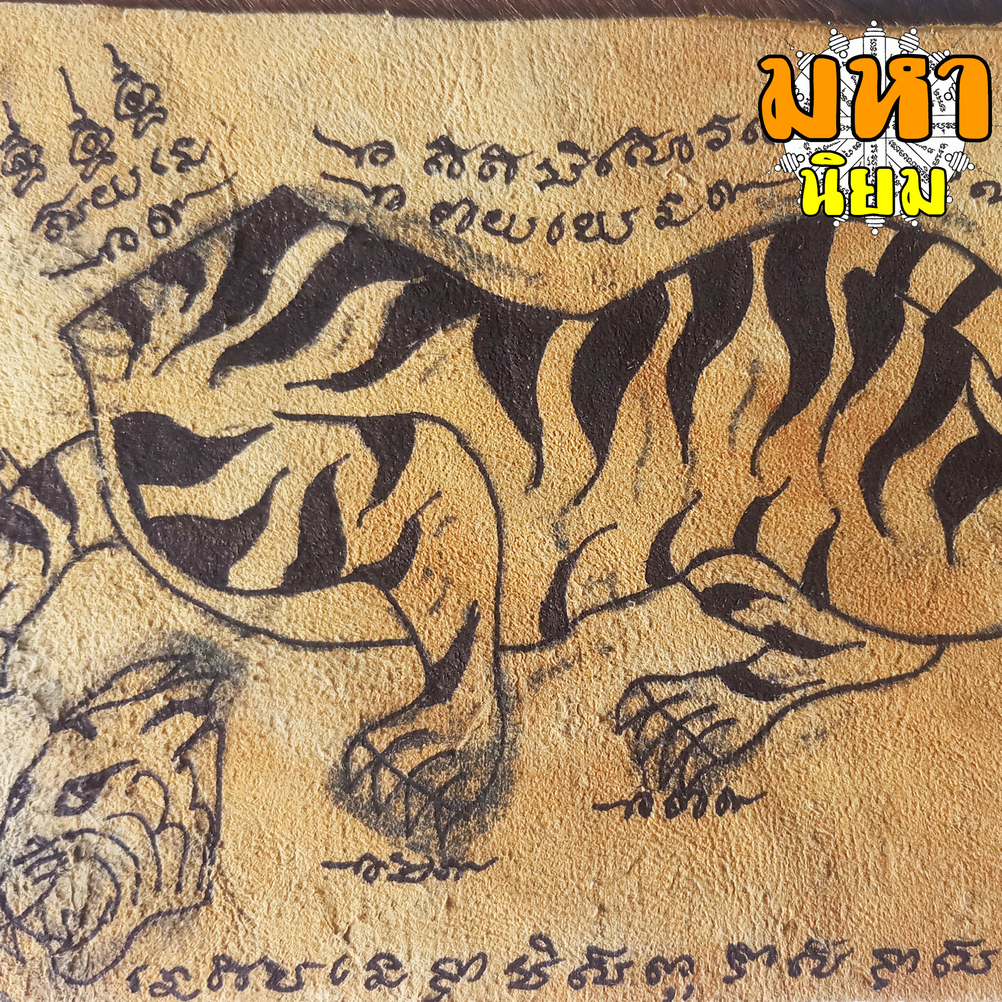 แผ่นหนังเสือ (เสือไฟ) ลงหมึกจารกำกับ ลายเสือหัวขาด หลวงพ่อไฉน วัดคุณากร จ.ขอนแก่น