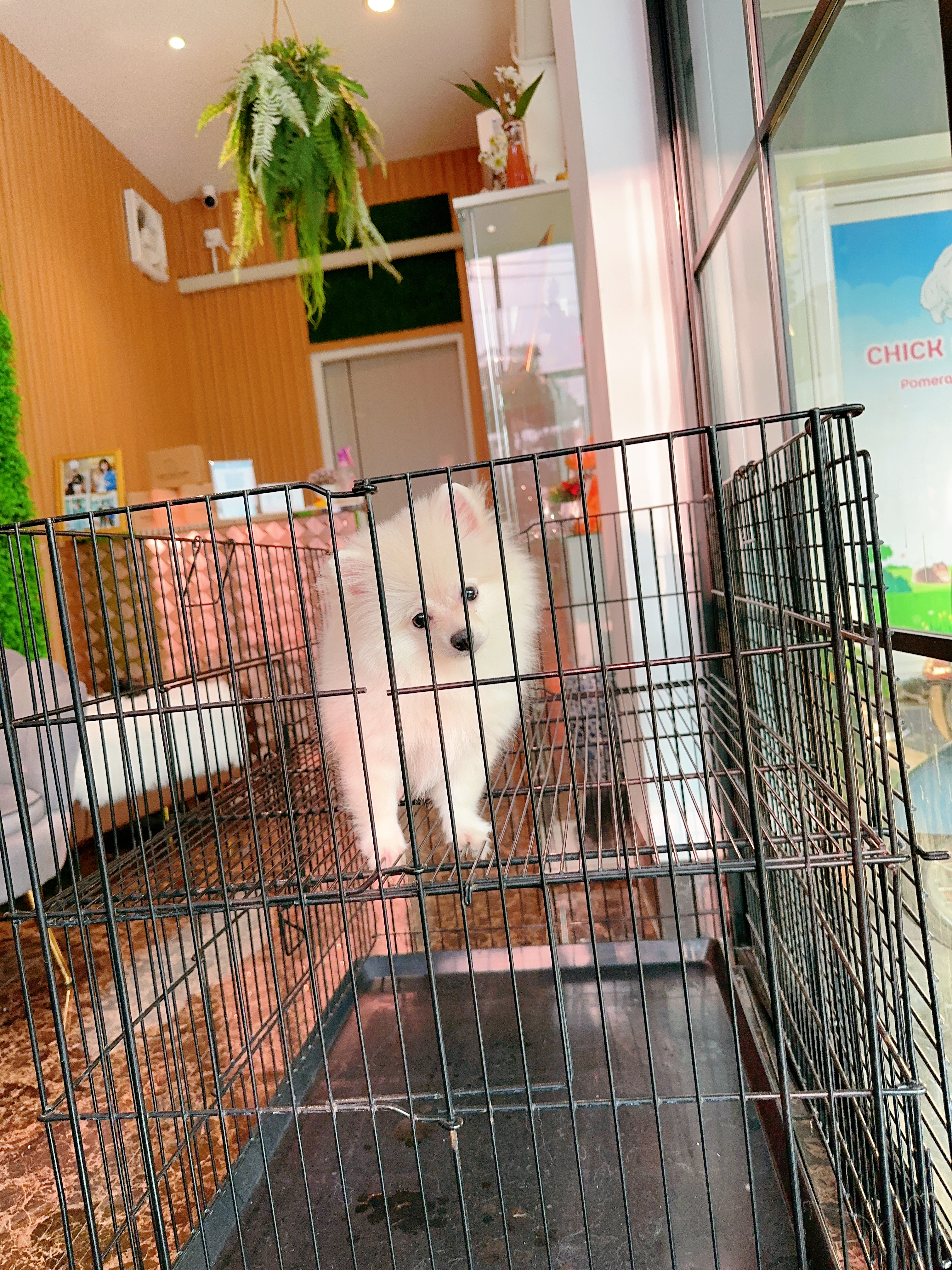 ปอมเมอเรเนียน เพศเมียสีขาวครีม