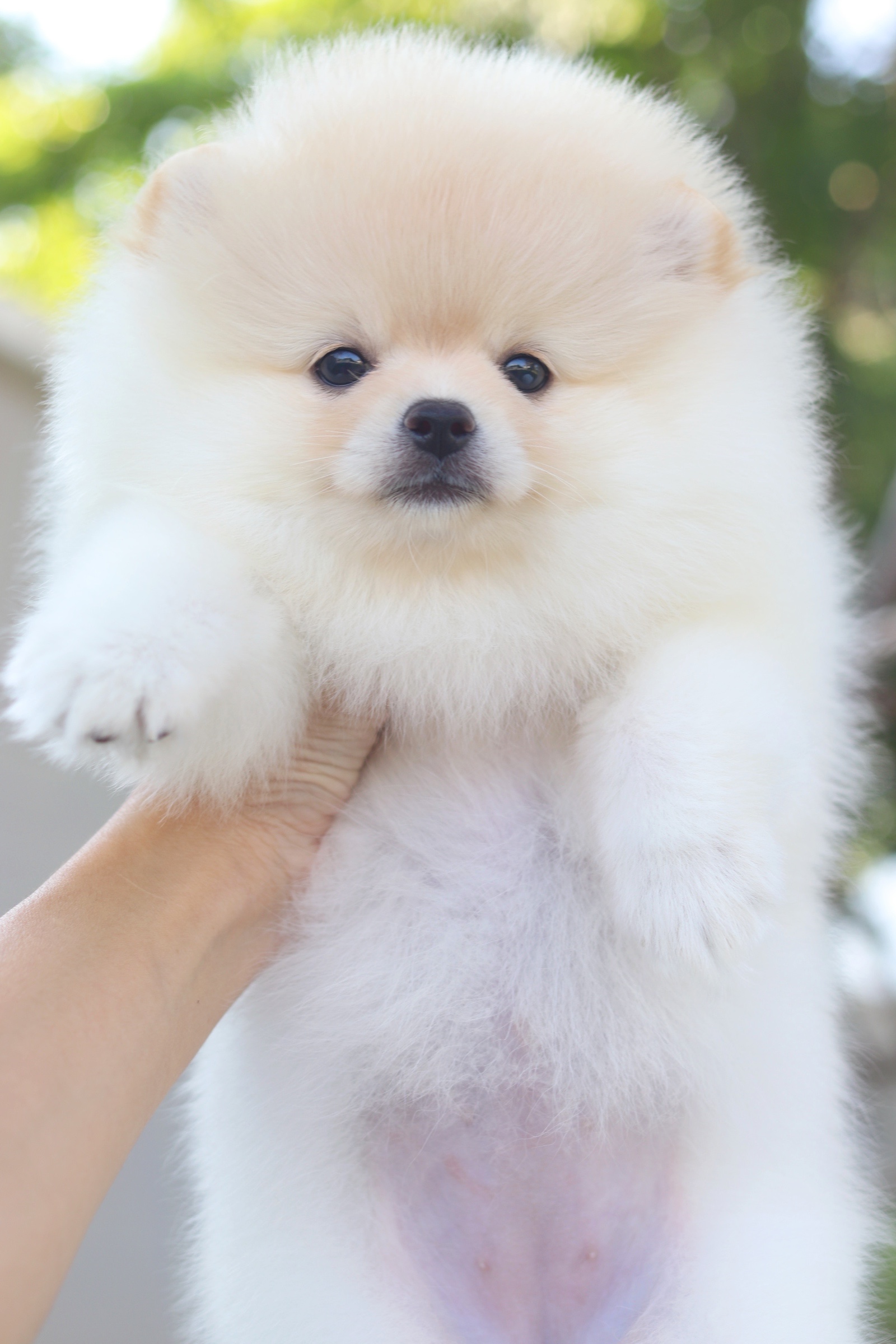 ปอมเมอเรเนียน เพศเมียสีครีม