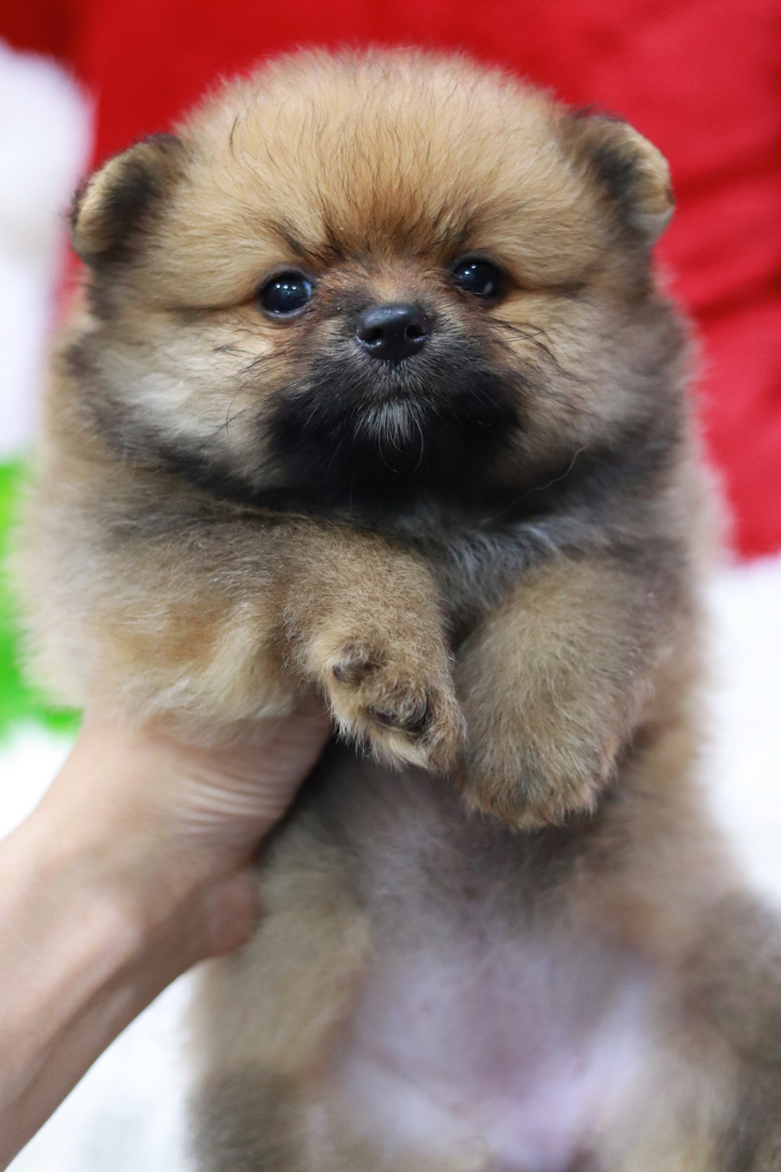 ปอมเมอเรเนียน เพศเมียสีส้มหน้าฟ็อก