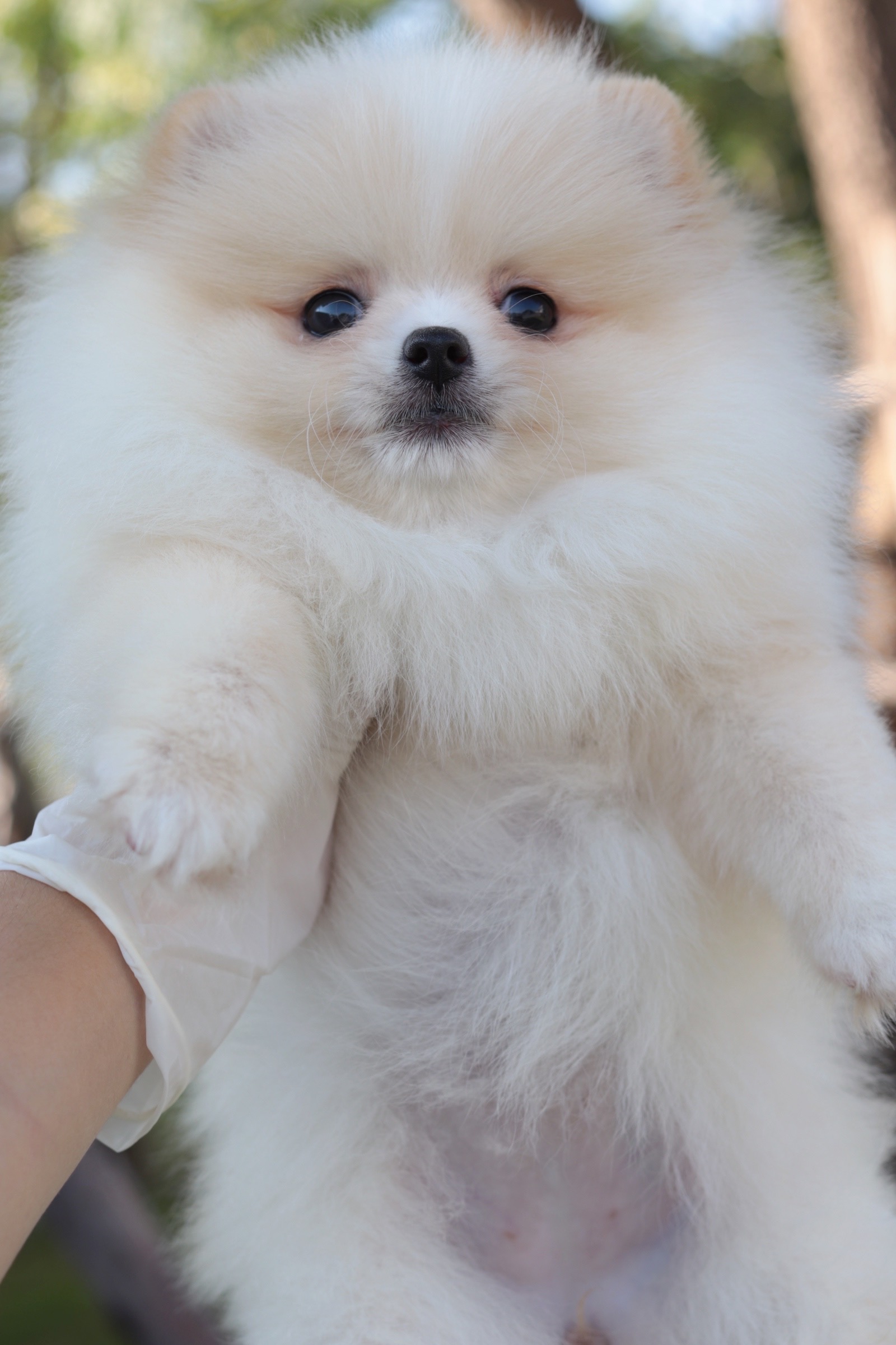 ปอมเมอเรเนียน เพศเมียสีขาวครีม