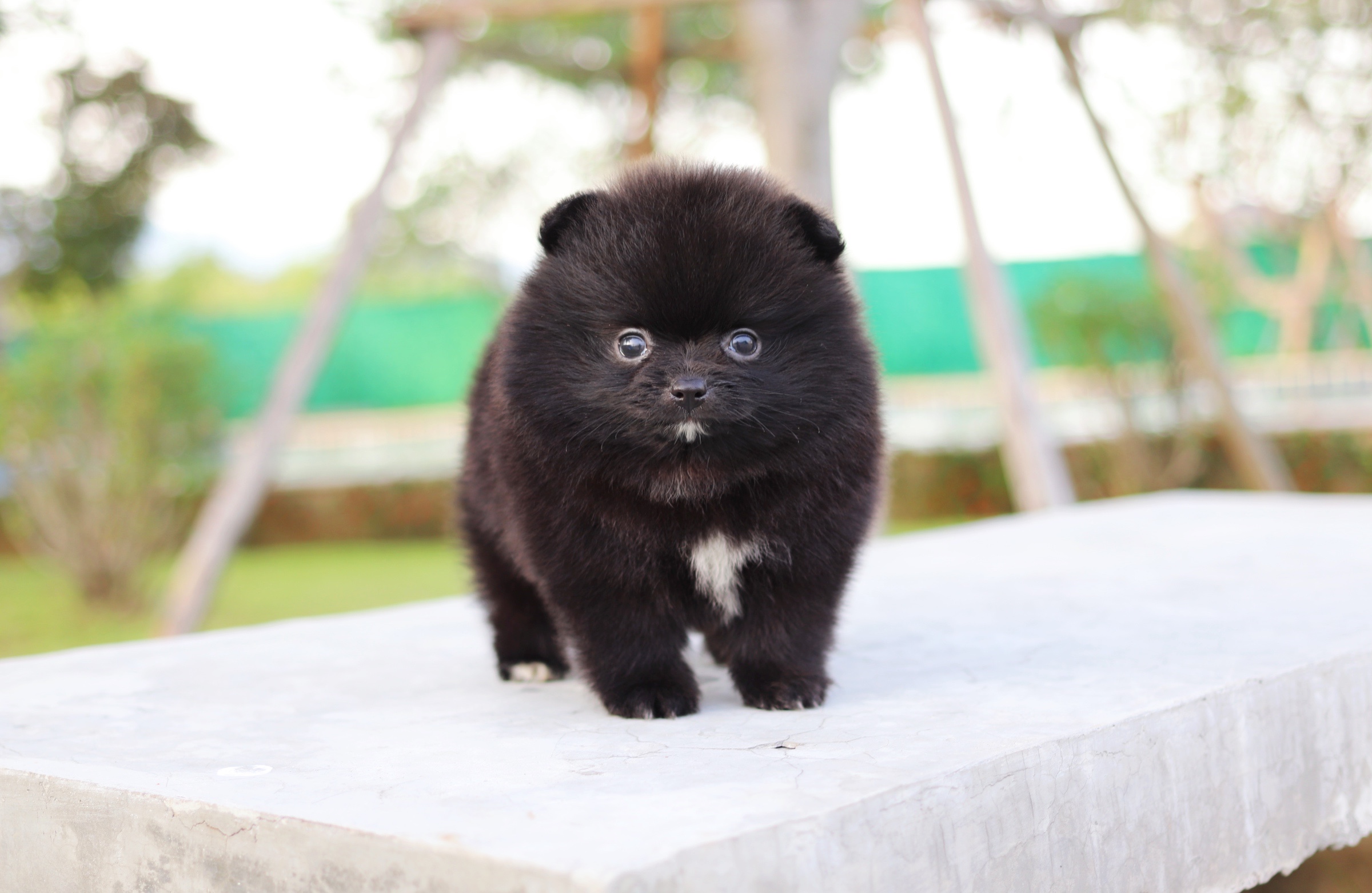 ปอมเมอเรเนียน เพศผู้ สีดำไซส์เล็ก