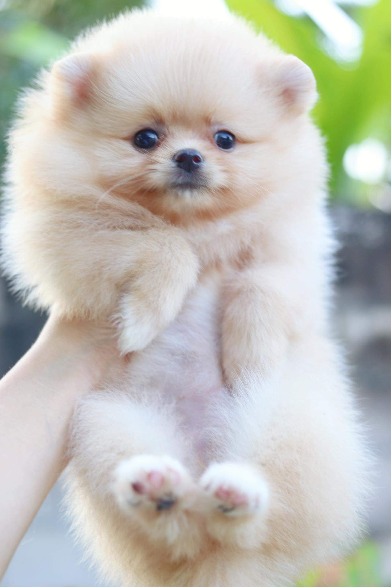 ปอมเมอเรเนียน เพศเมีย สีครีม มีแต้มถุงเท้า