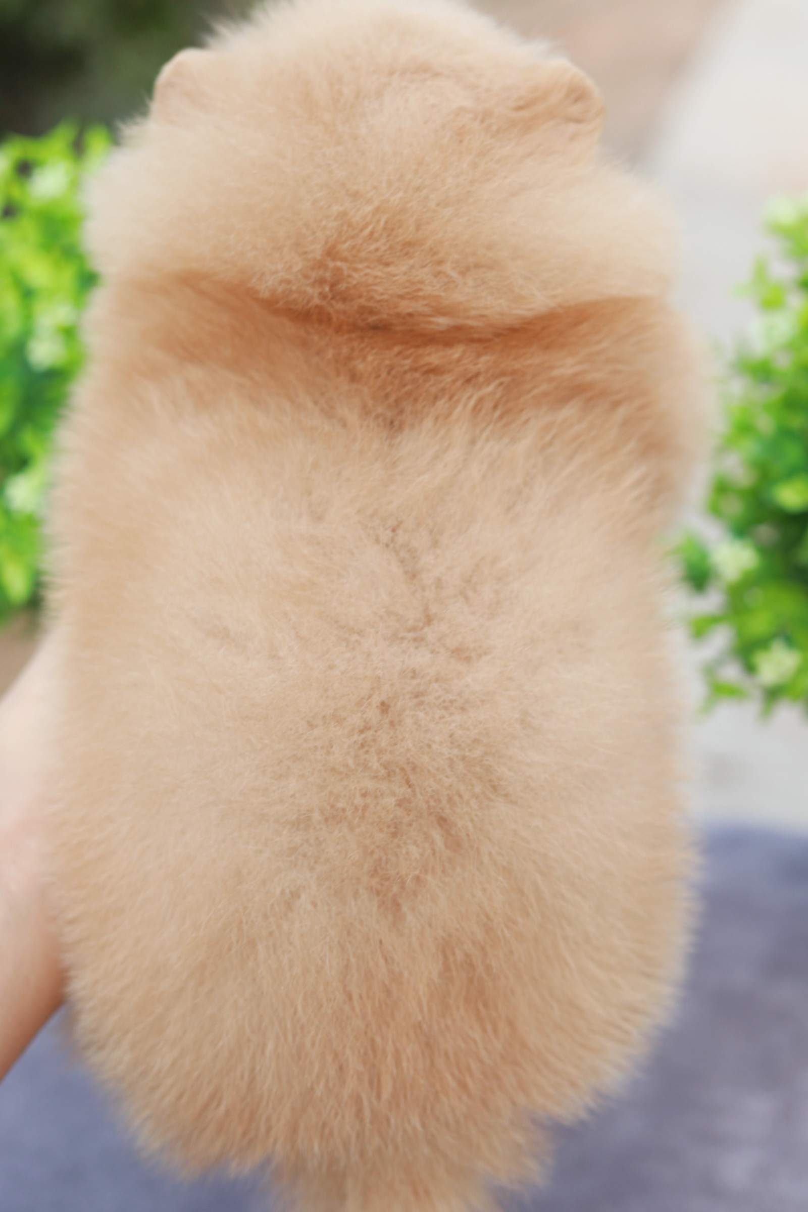 ปอมเมอเรเนียน เพศผู้ครีม