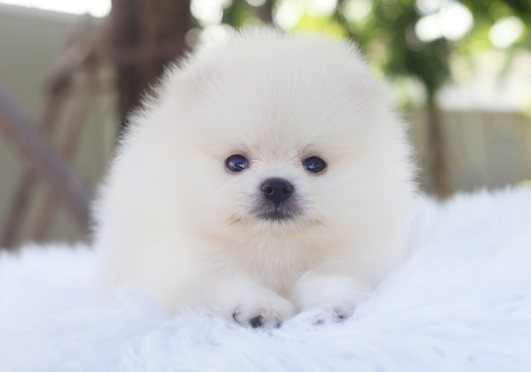 ปอมเมอเรเนียน เพศผู้สีขาวครีม