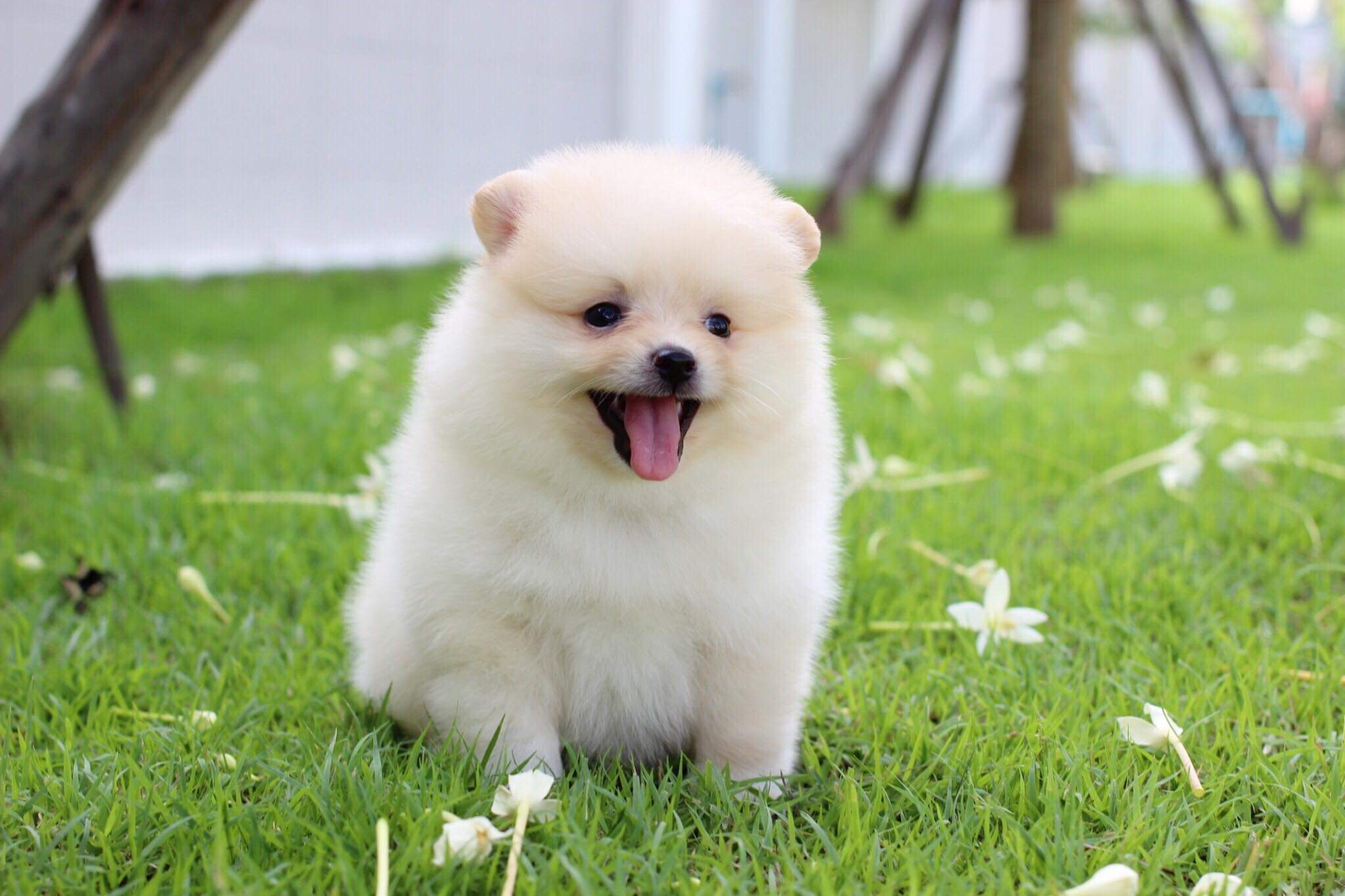 ปอมเมอเรเนียน เพศผู้