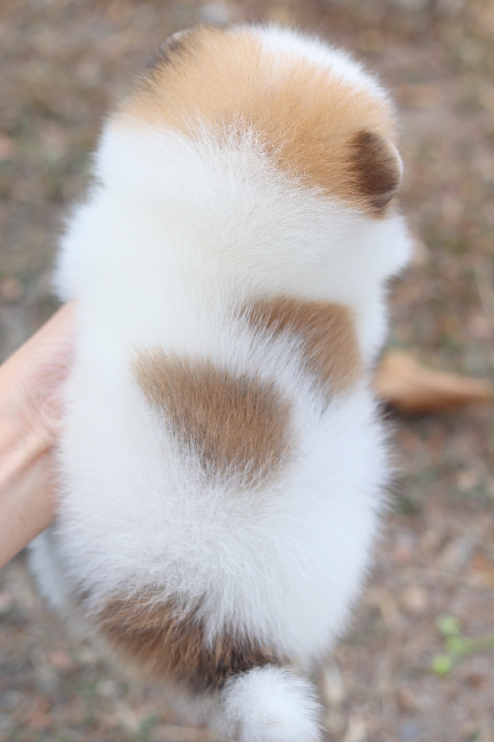 ปอมเมอเรเนียน เพศผู้ แฟนซี