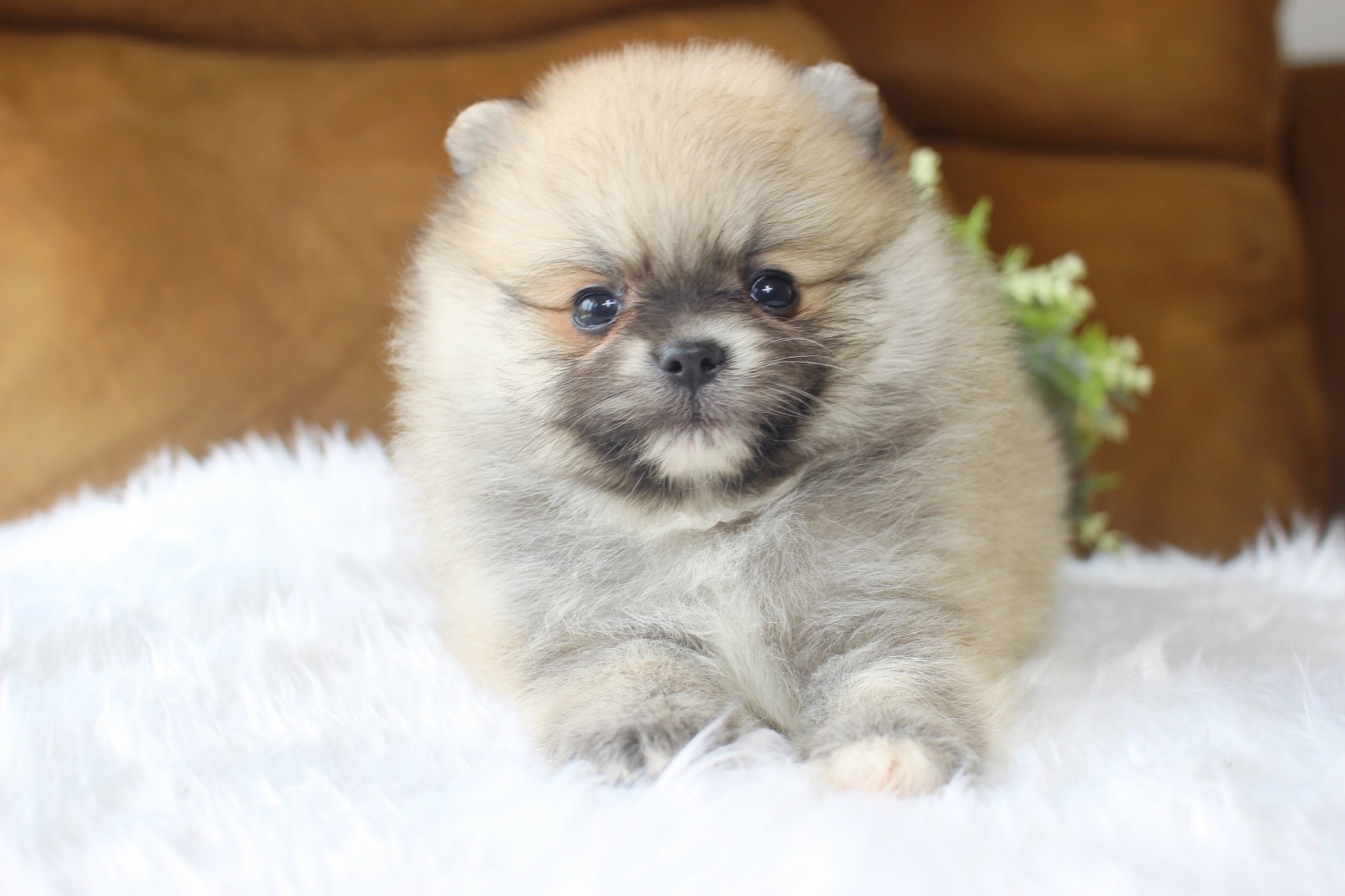 ปอมเมอเรเนียน เพศผู้สีส้ม