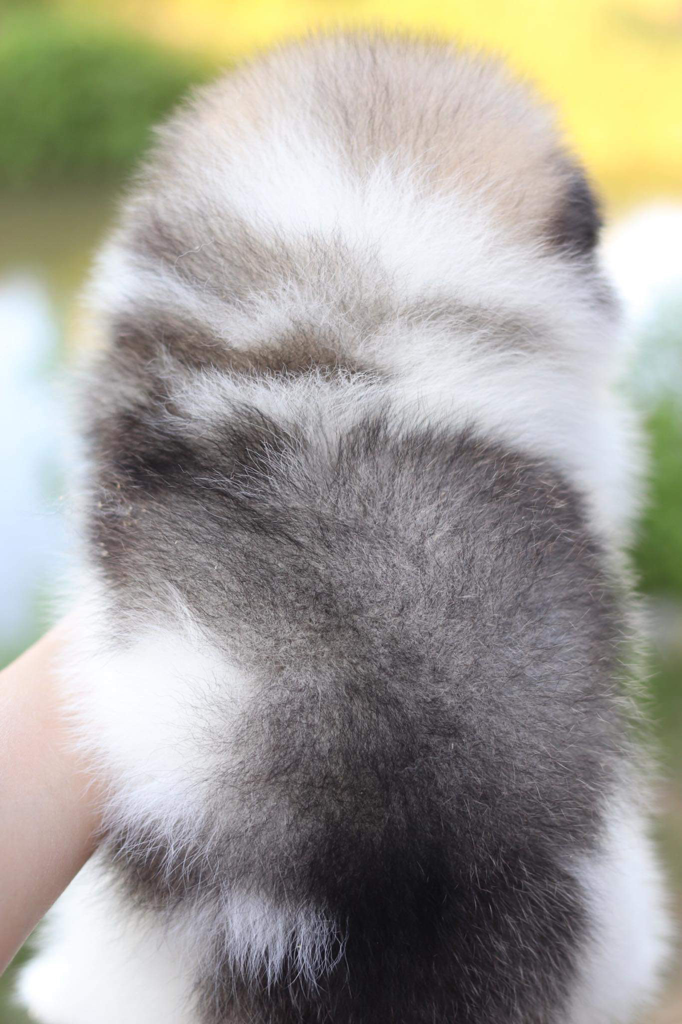 ปอมเมอเรเนียน เพศผู้