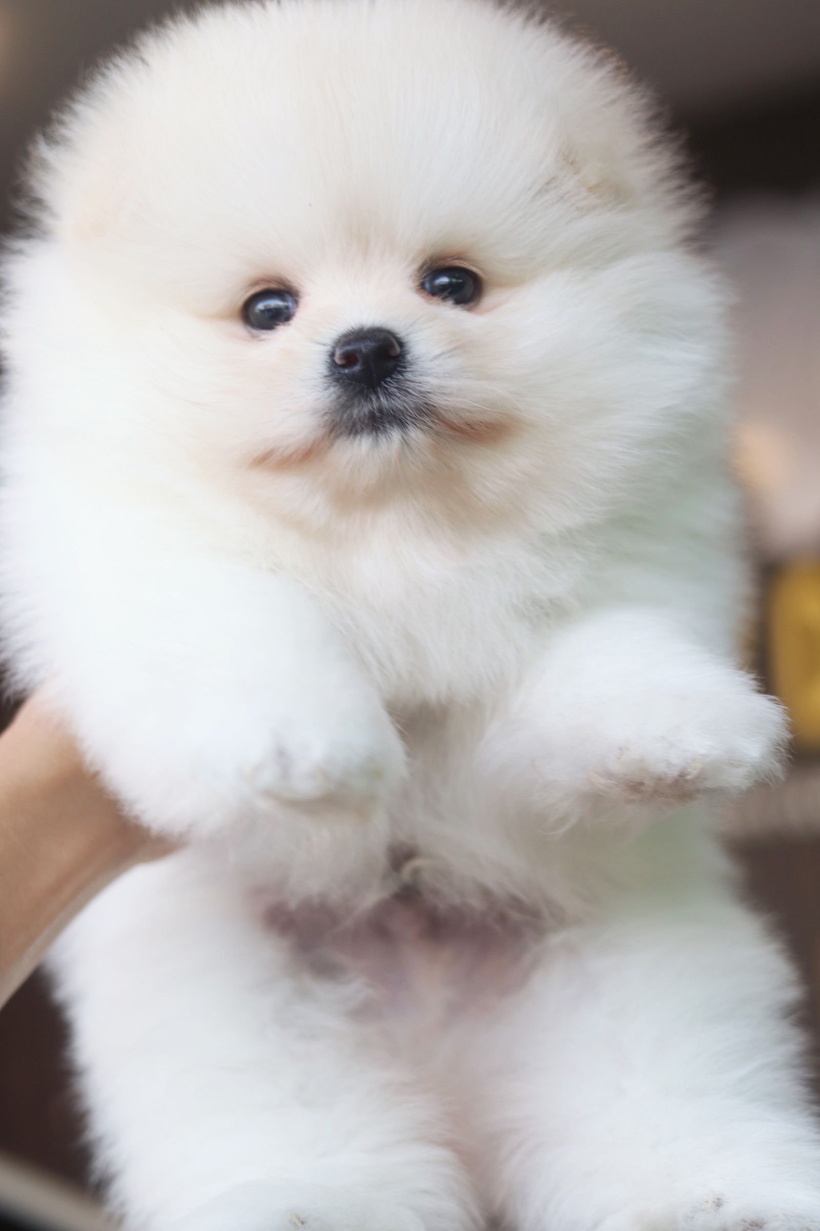 ปอมเมอเรเนียน เพศผู้ สีขาวครีม