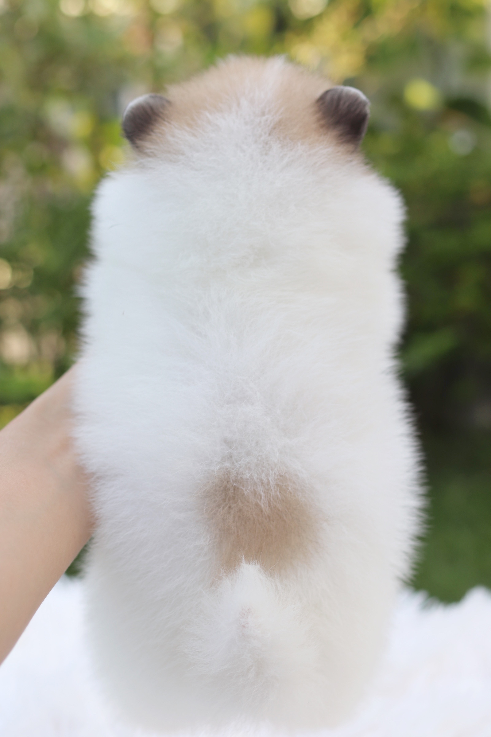 ปอมเมอเรเนียน เพศเมียแฟนซี