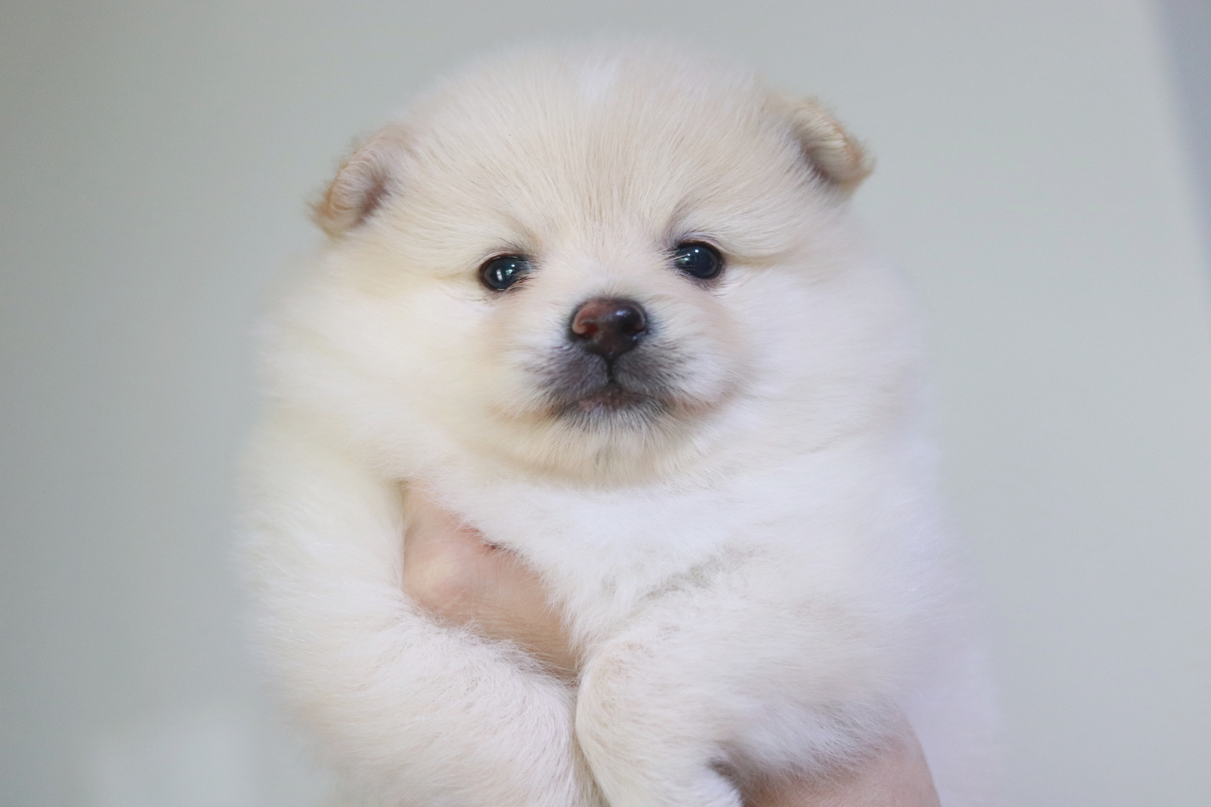 ปอมเมอเรเนียน เพศผู้