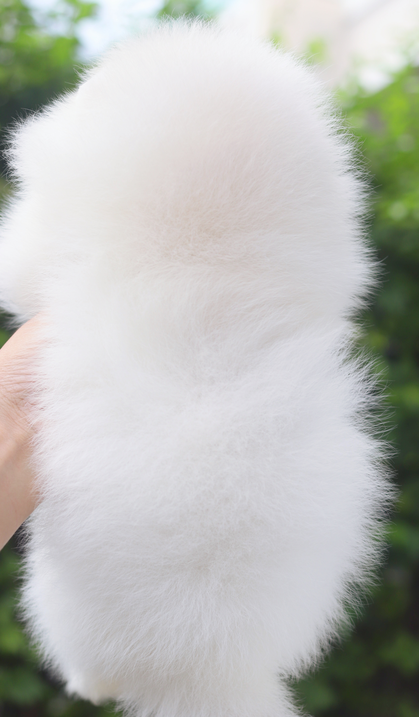 ปอมเมอเรเนียน เพศผู้ สีขาวครีมเกรดโชว์