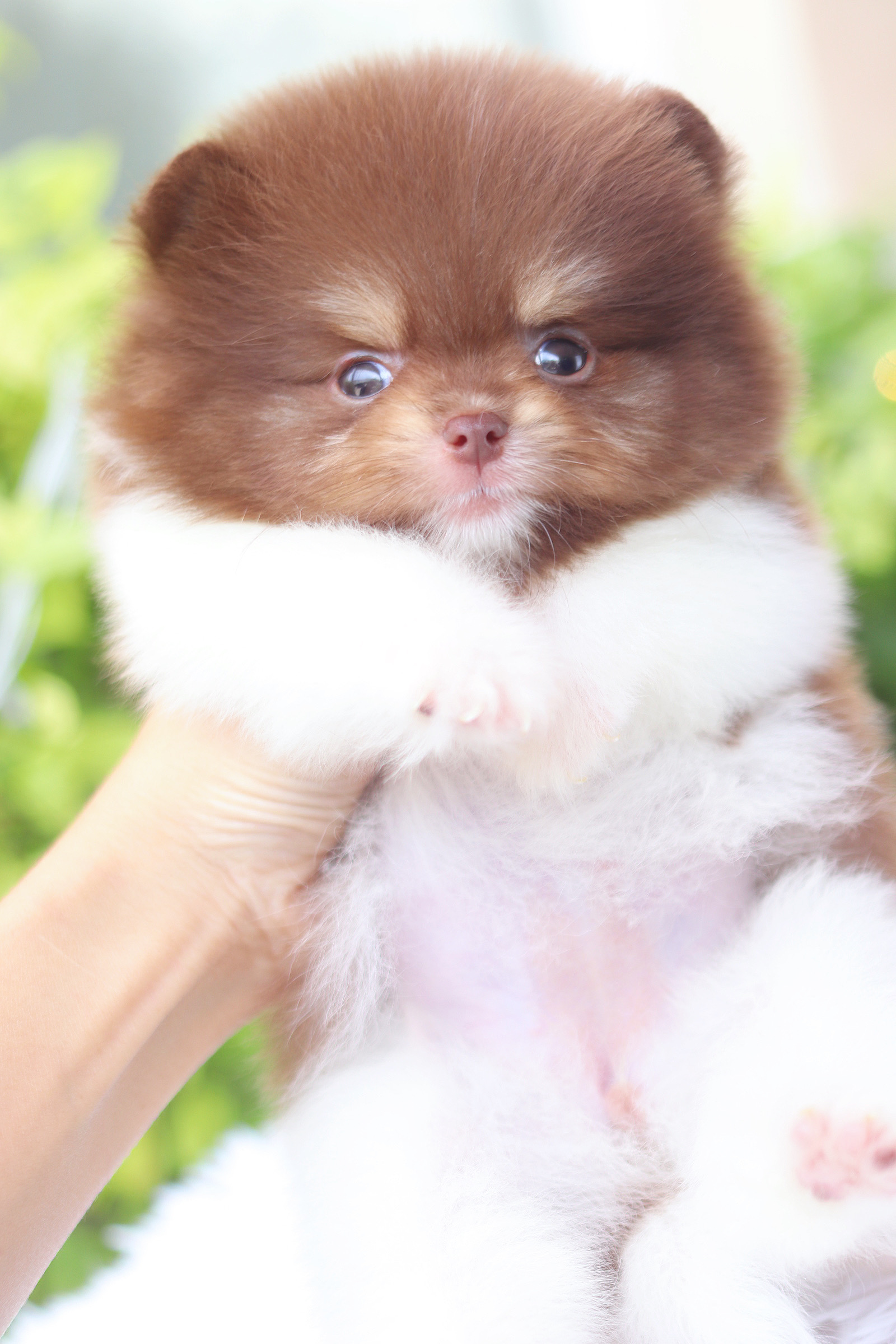 ปอมเมอเรเนียน เพศเมียสีแฟนซีช็อคโกแลต