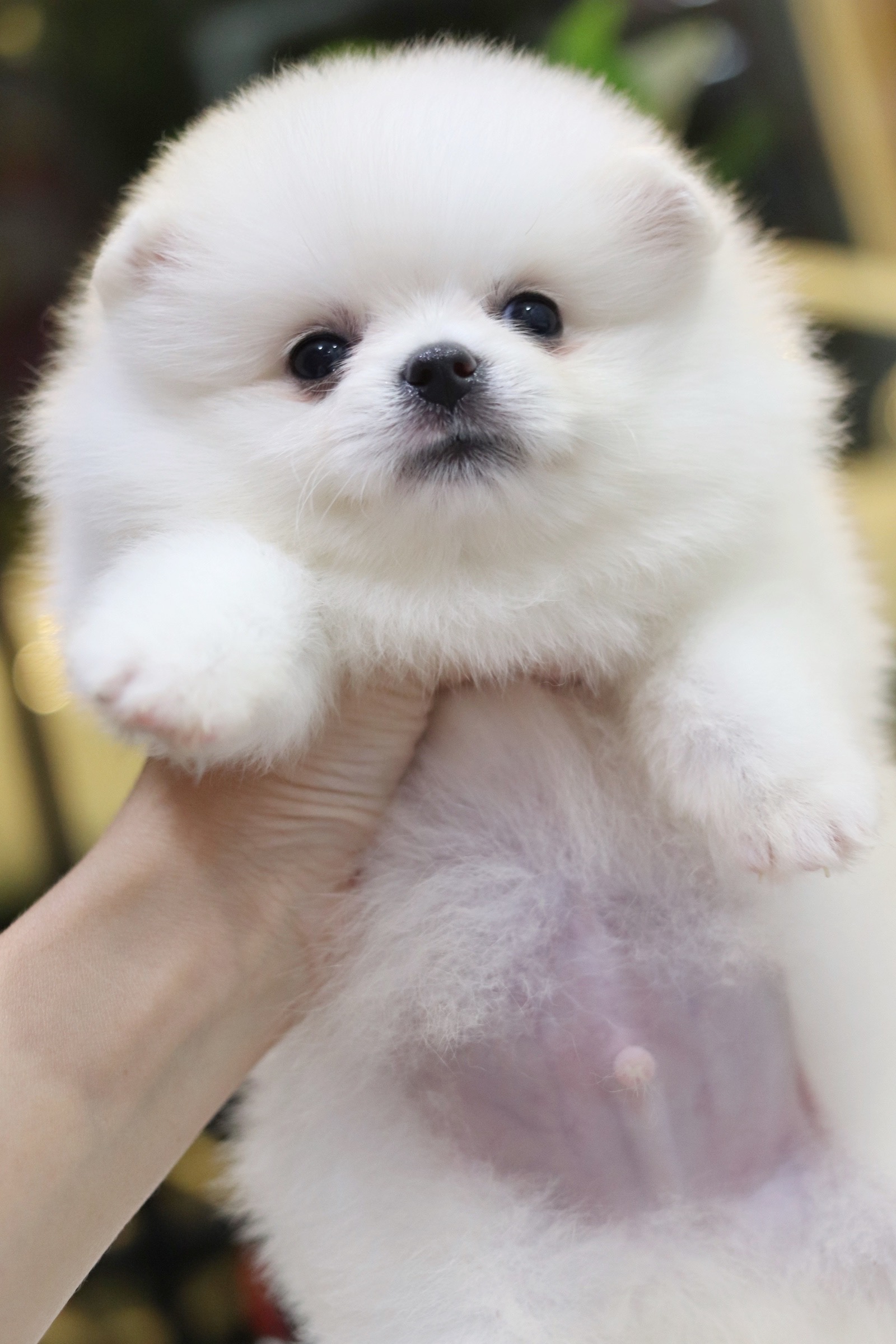 ปอมเมอเรเนียน เพศผู้ สีขาวครีม