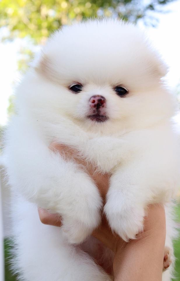 ปอมเมอเรเนียน เมีย