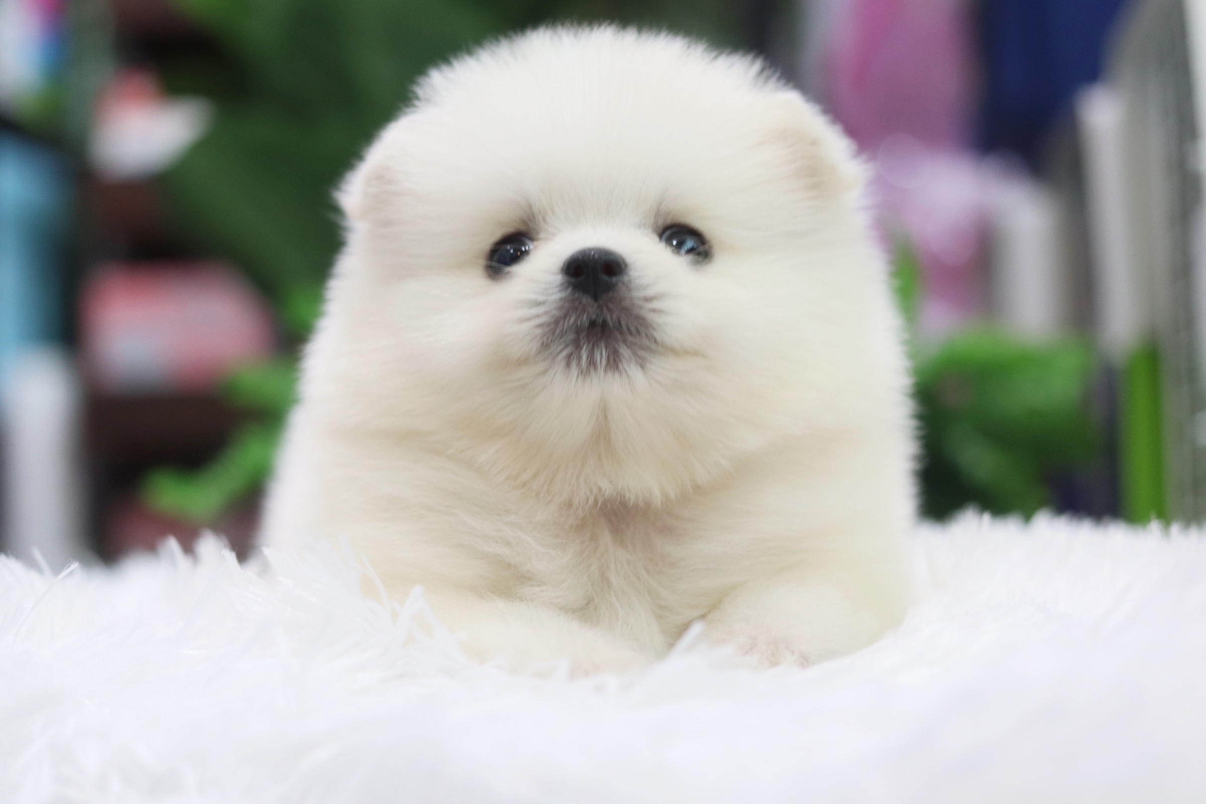 ปอมเมอเรเนียน เพศผู้ สีขาวครีม