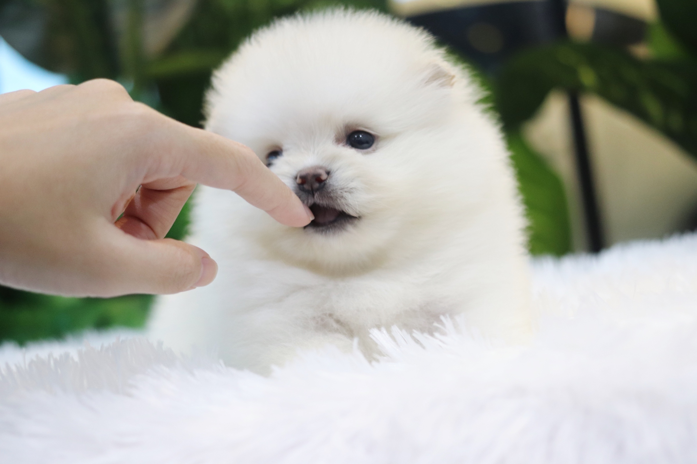 ปอมเมอเรเนียน เพศเมีย สีขาวครีม