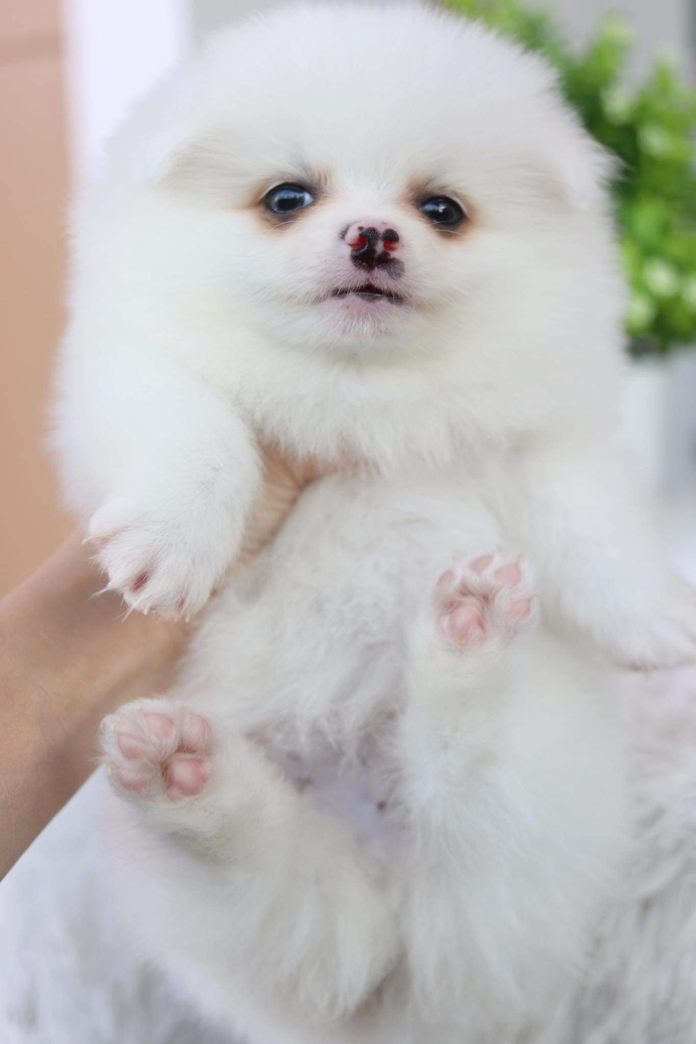 ปอมเมอเรเนียน เพศผู้ หน้า Fox