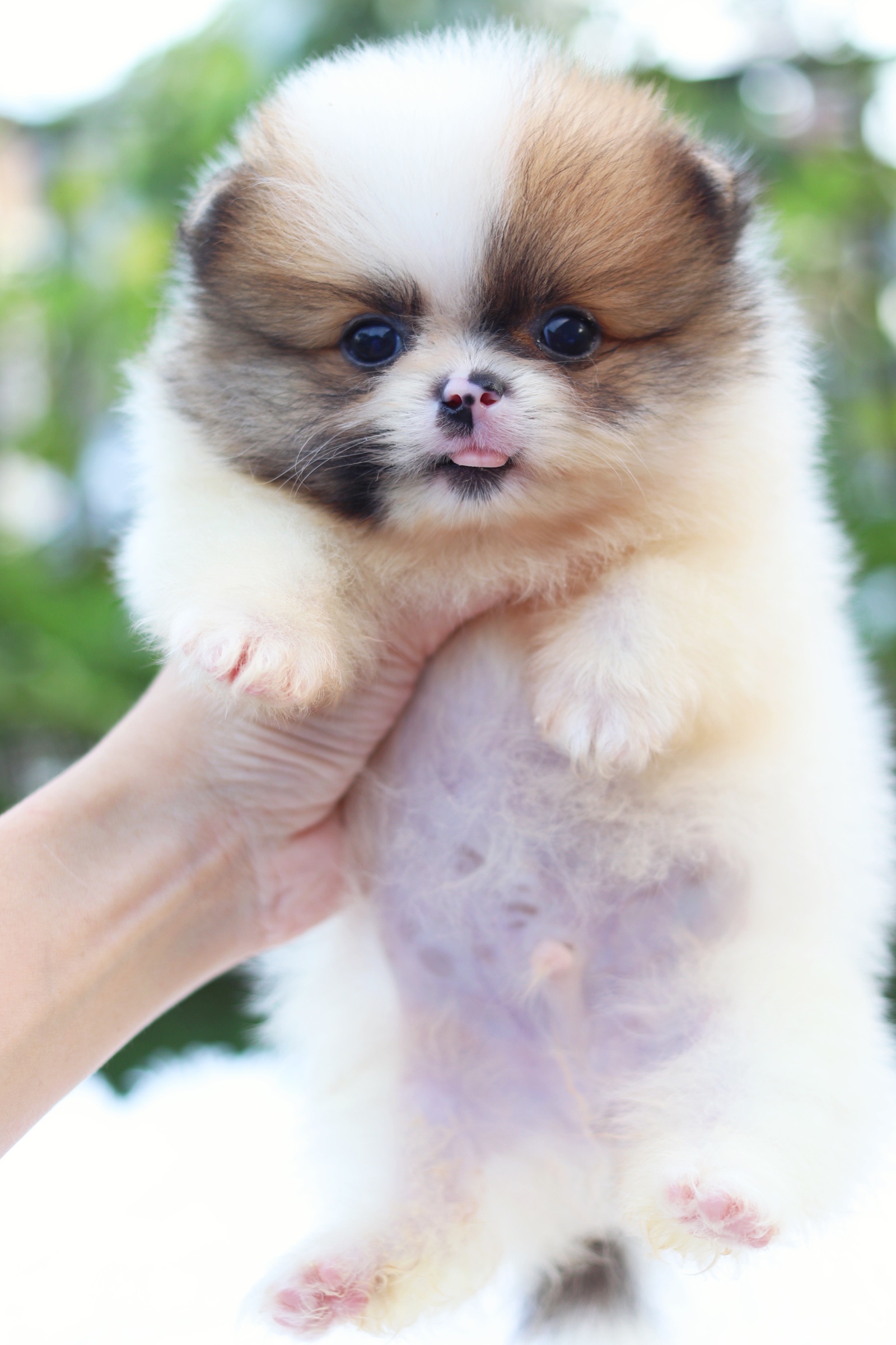 ปอมเมอเรเนียน เพศผู้แฟนซี