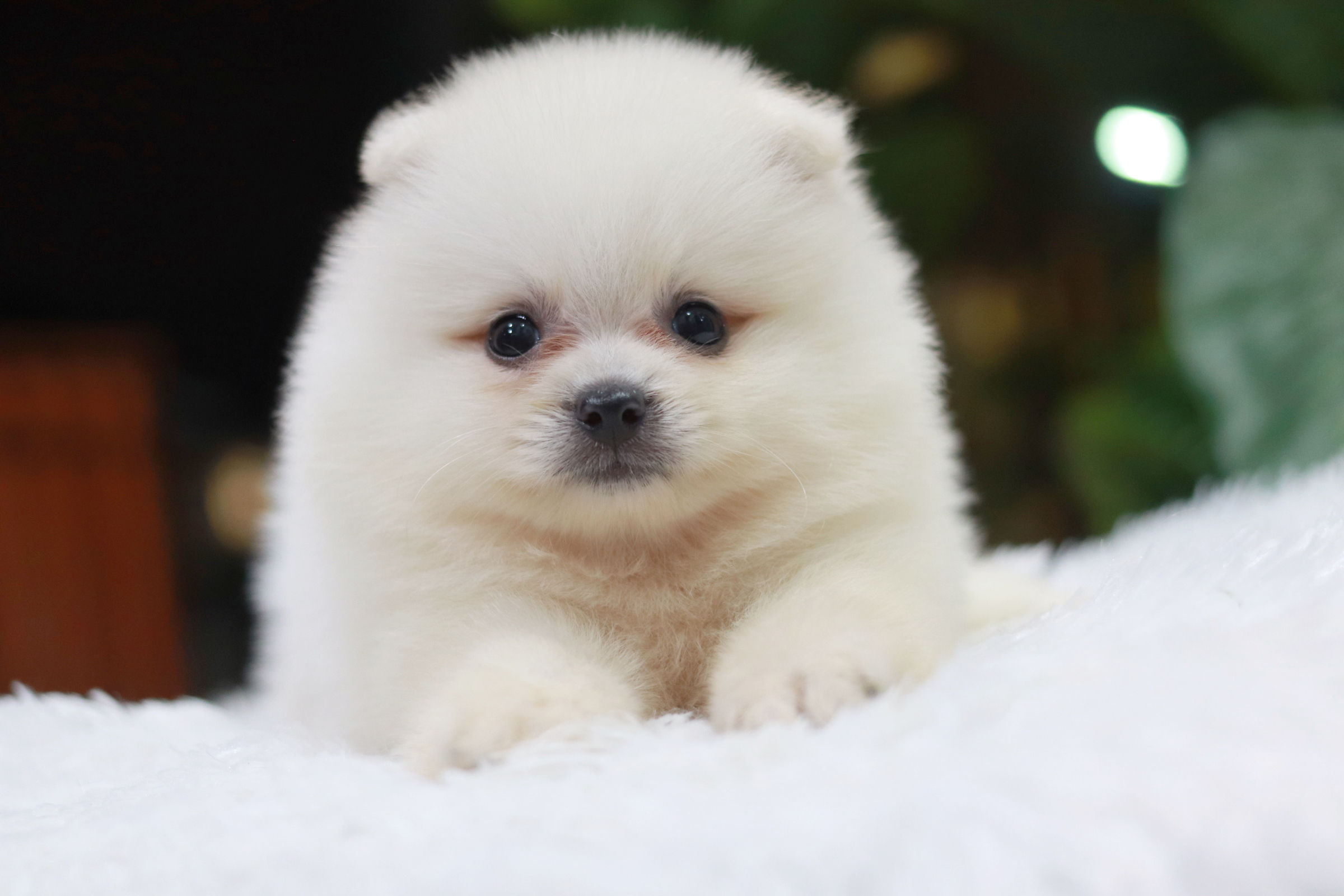 ปอมเมอเรเนียน เพศผู้ ขาวครีมหน้าฟ็อก