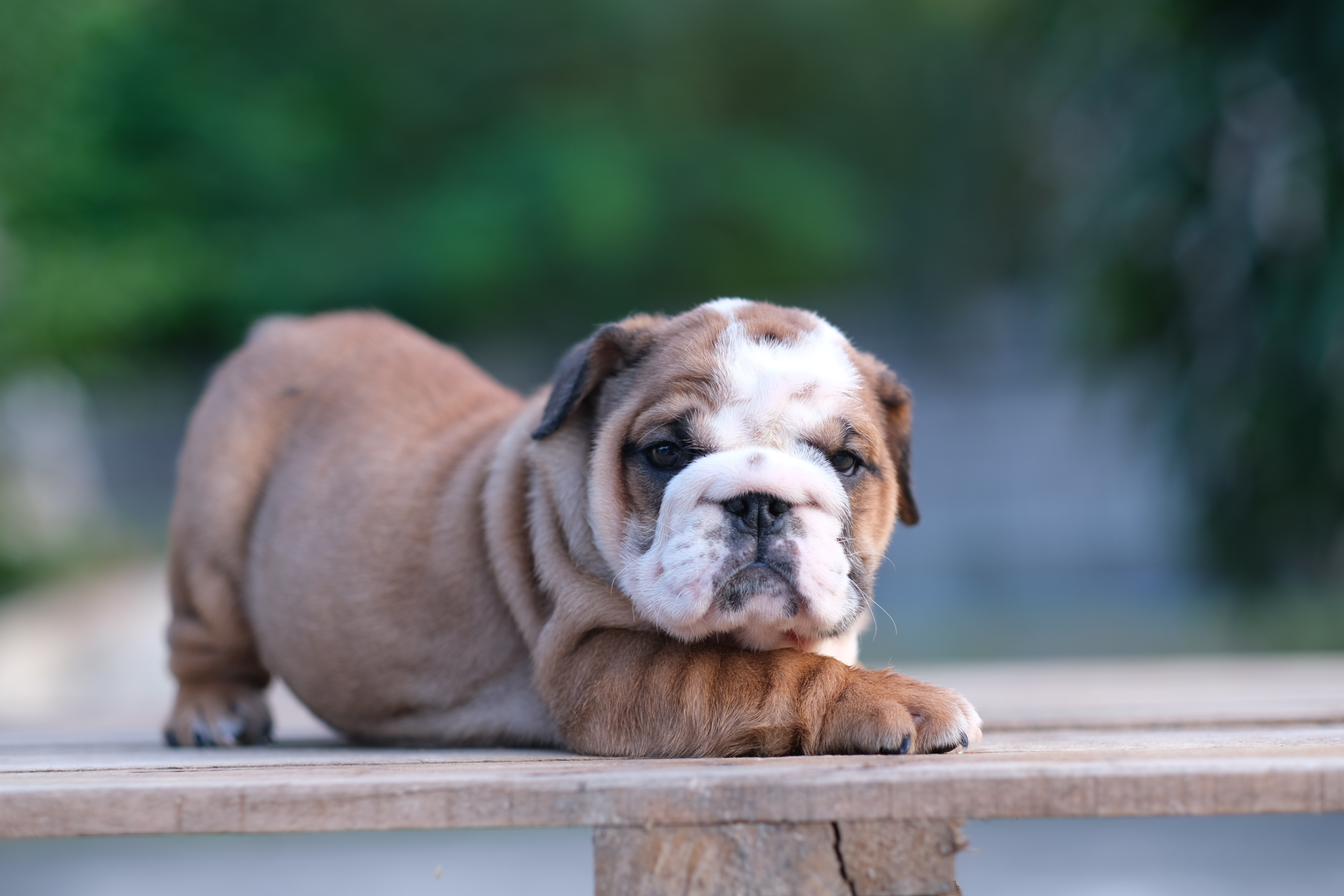 สาวน้อยหมูอ้วน English Bulldog หน้าย่นๆ ยับๆ สายเลือดแชมป์ ราคาไม่แพง สนใจติดต่อได้ค่า