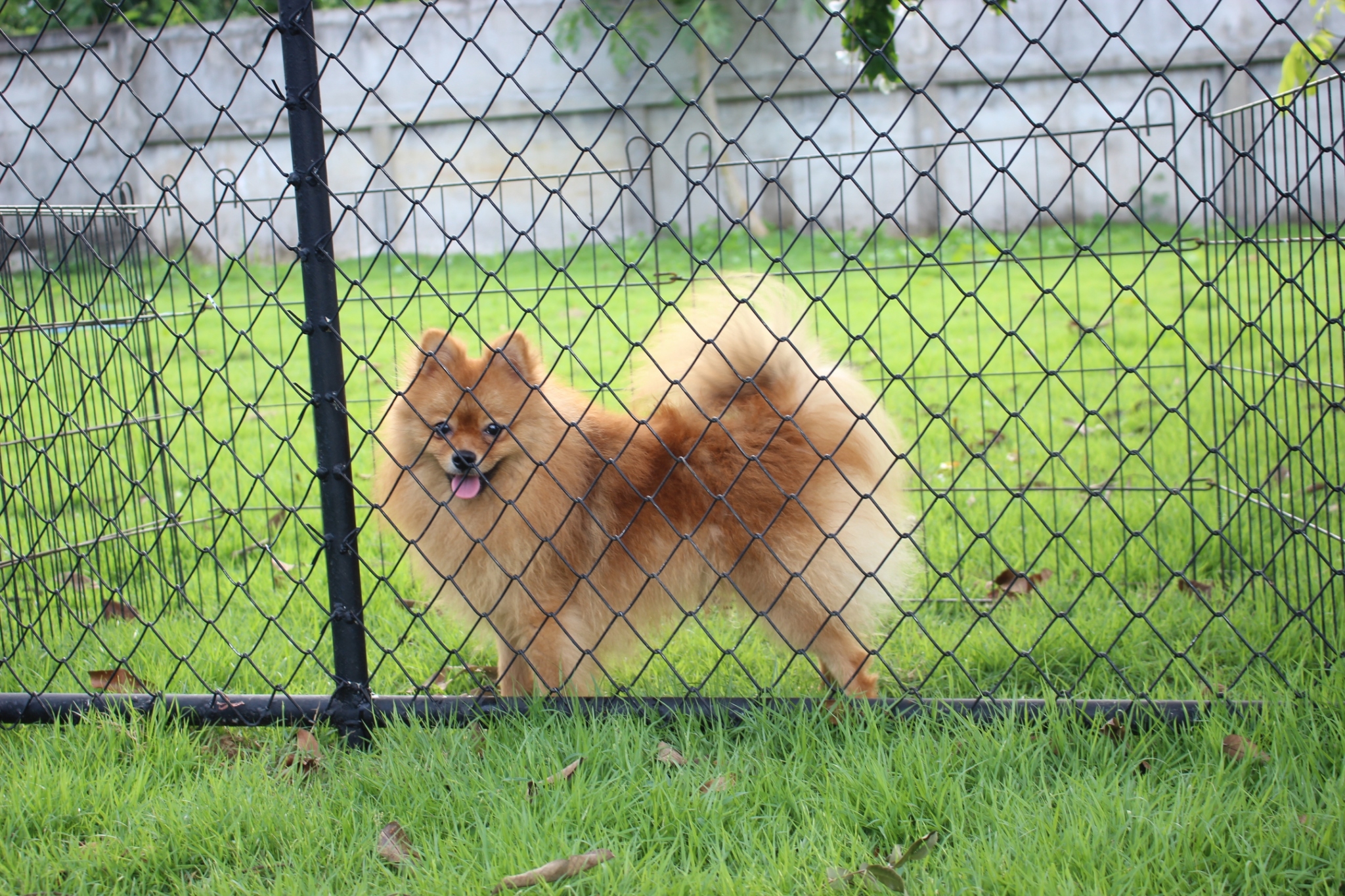 ปอมเมอเรเนียน เพศผู้สีส้ม อายุแปดเดือน