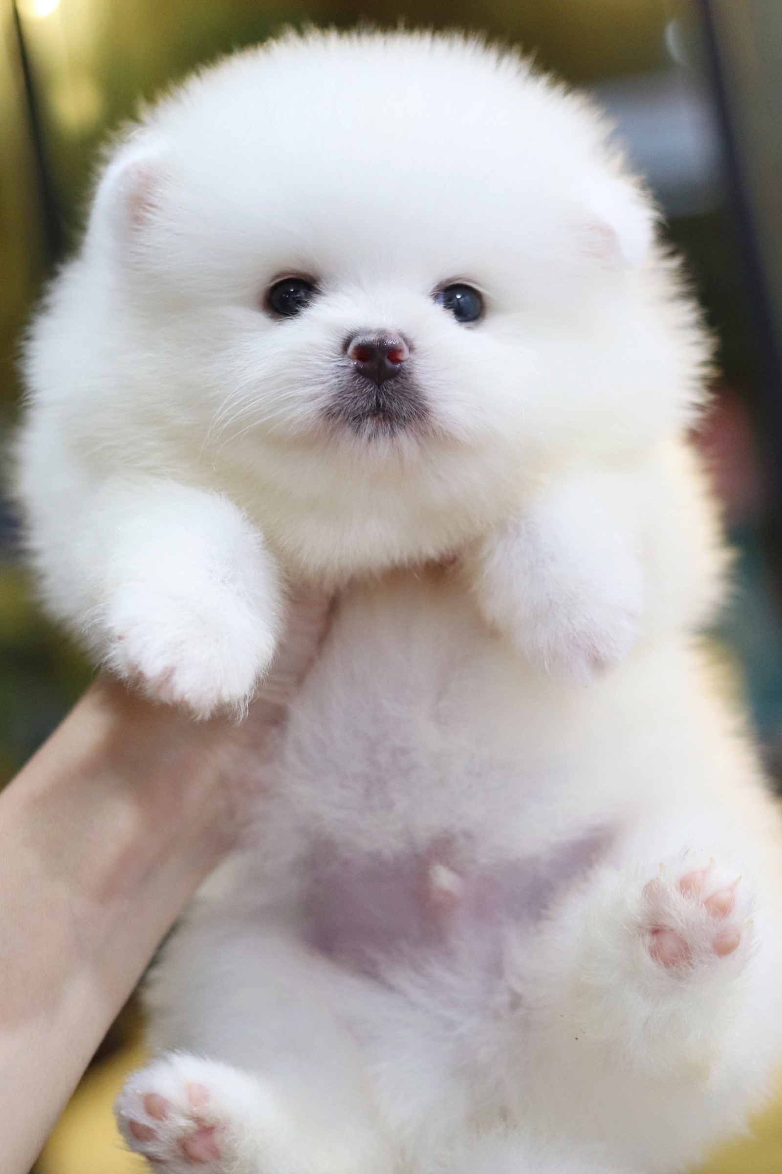 ปอมเมอเรเนียน เพศผู้ สีขาวเกรดโชว์ พร้อมใบเพ็ดดีกรีเต็มใบ