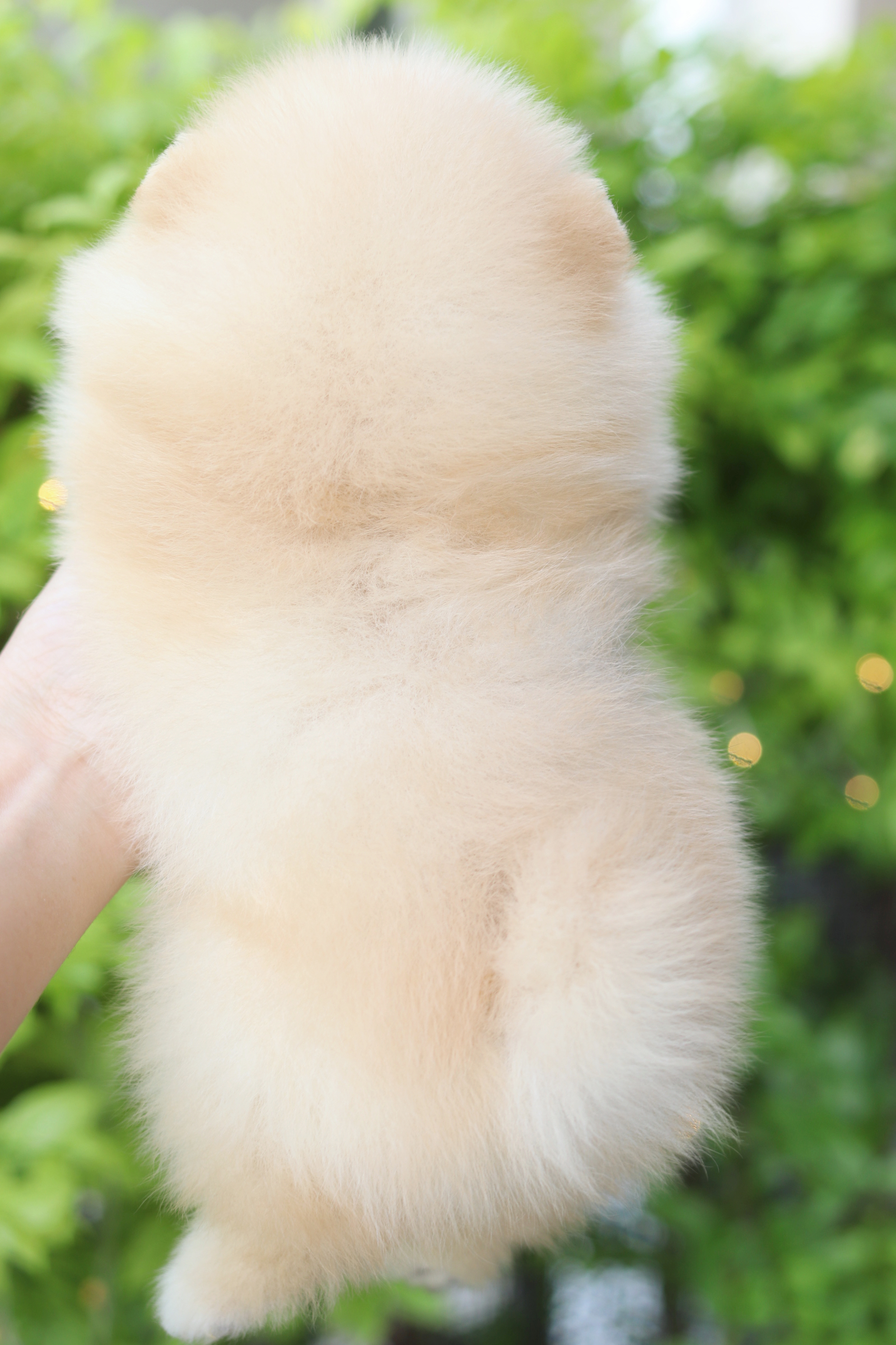 ปอมเมอเรเนียน เพศเมียสีครีม