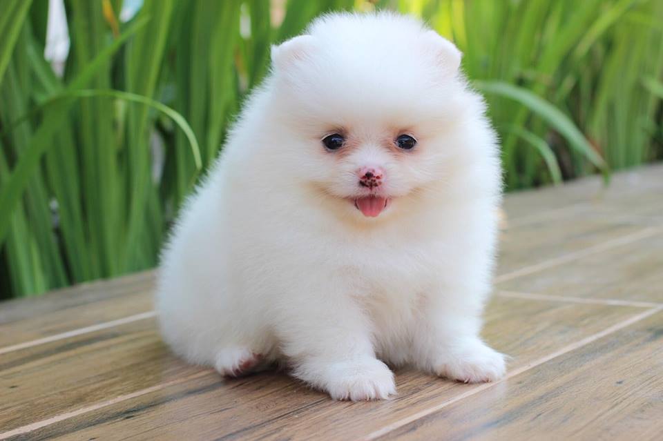 ปอมเมอเรเนียน เพศเมีย