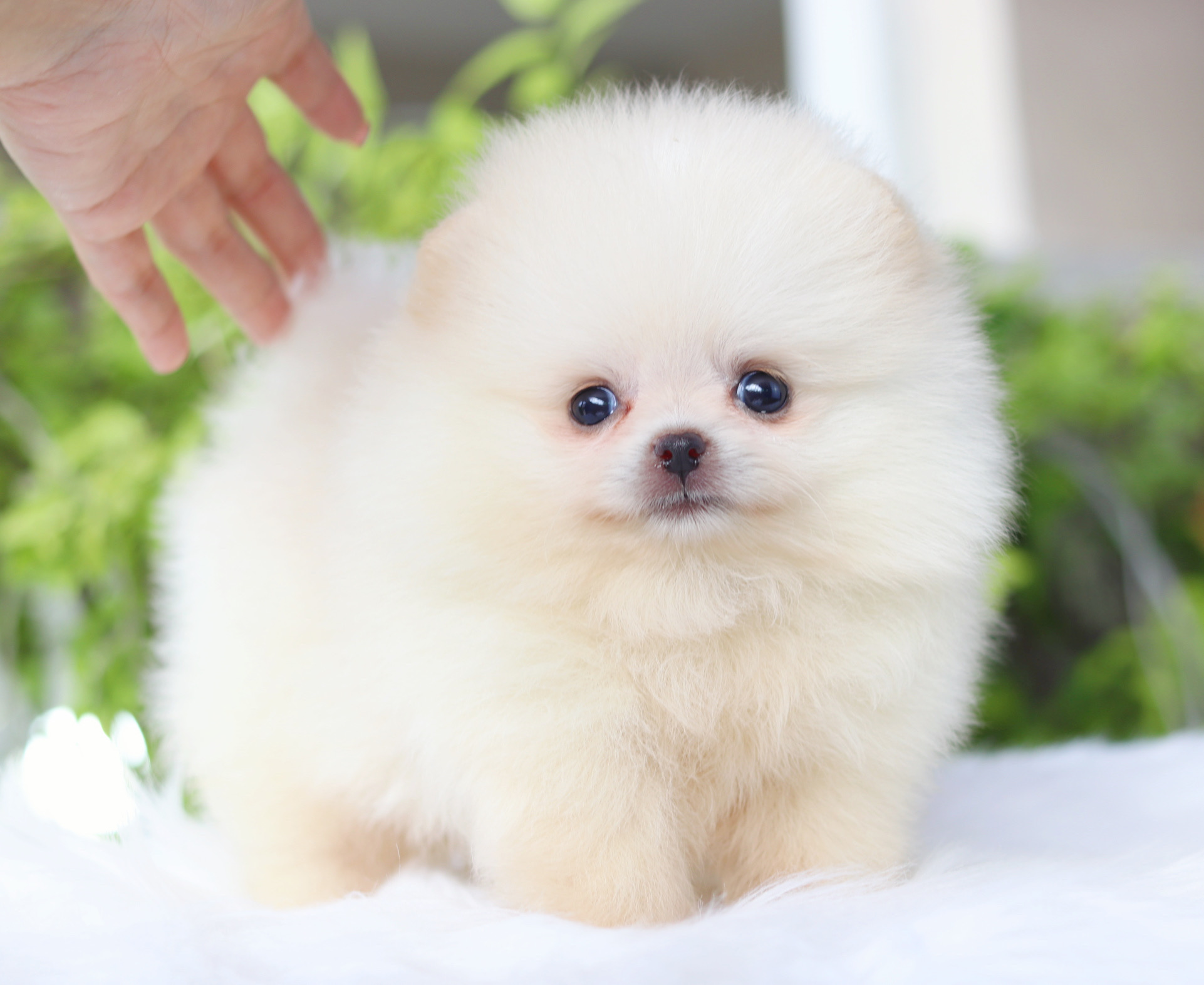 ปอมเมอเรเนียน เพศเมียสีขาวครีม เกรดโชว์