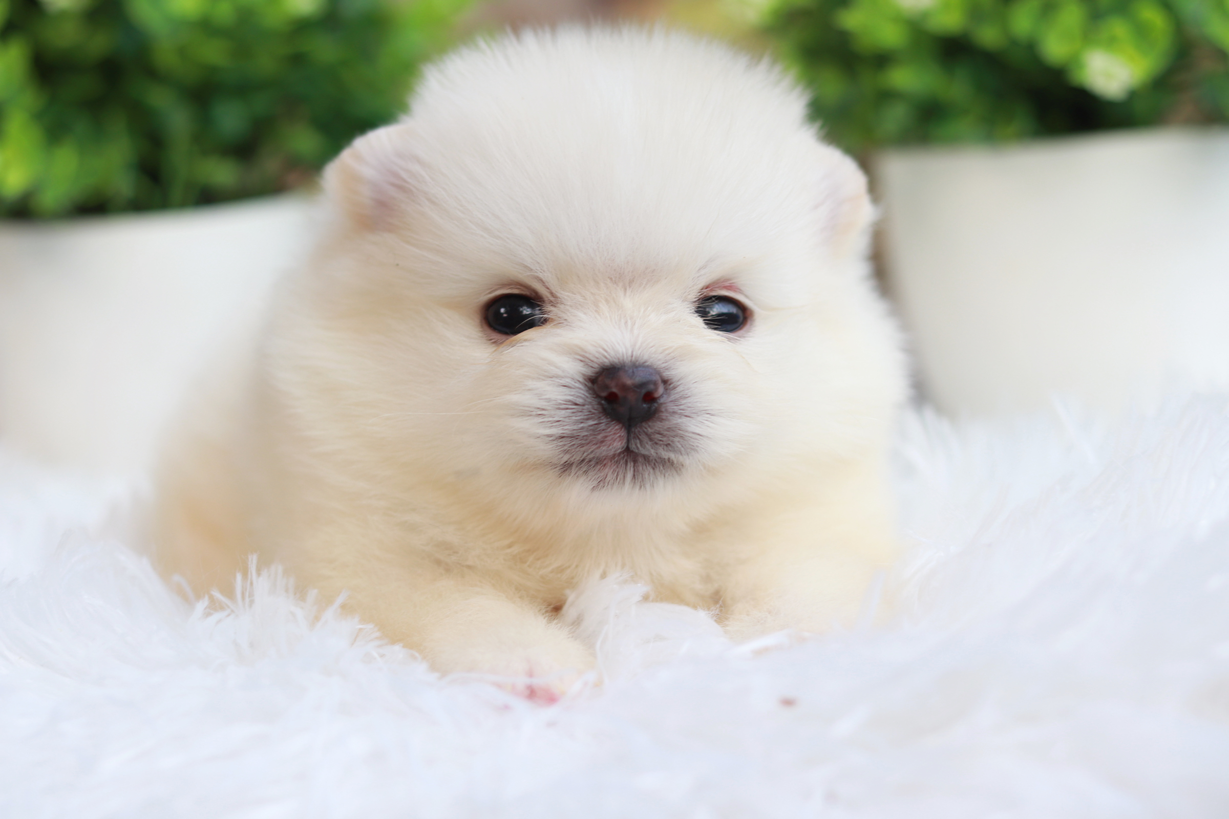 ปอมเมอเรเนียน เพศผู้